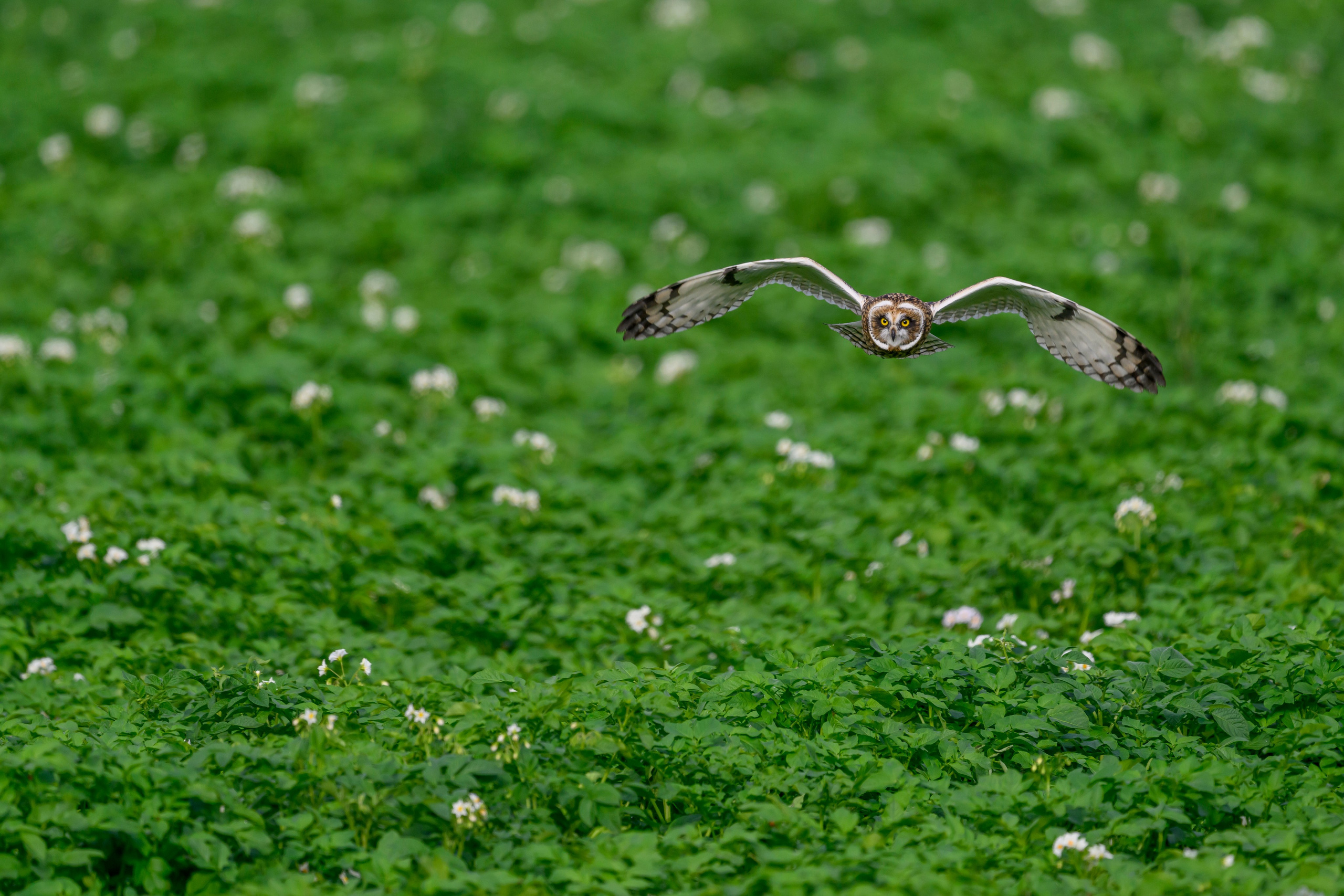 Совята учатся летать. Owlets learn to fly. Фотограф Сергей Пупонин