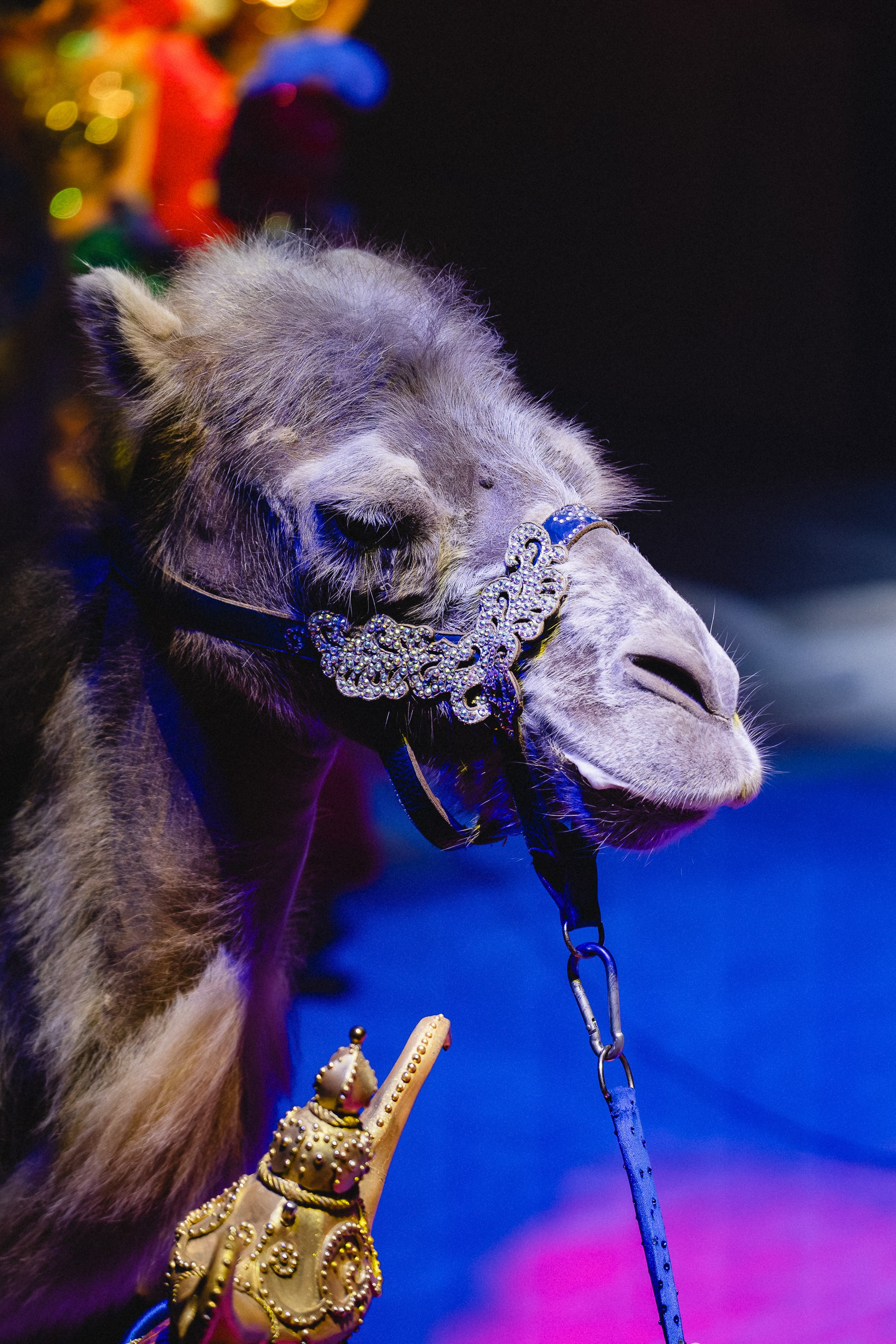 Пресс-показ шоу «Песчаная Сказка». Воробьева Ксения — Спортивный и танцевальный фотограф Новосибирск