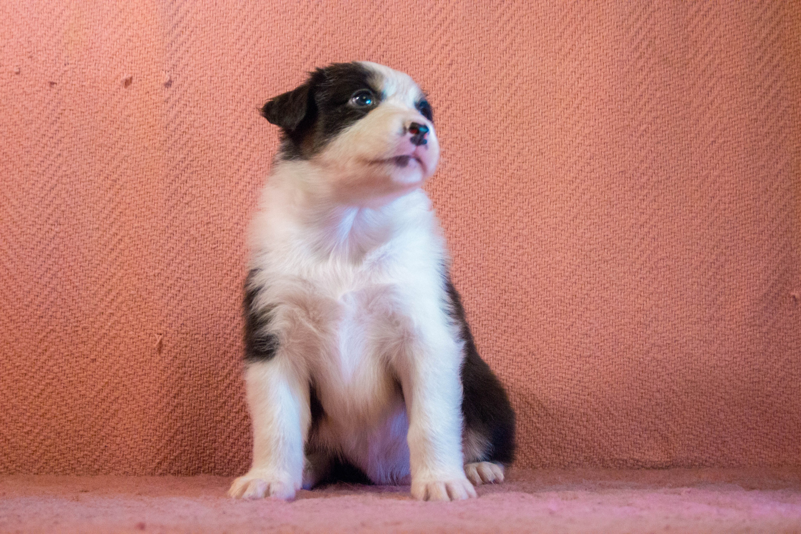 Ива. BLGKV питомник собак