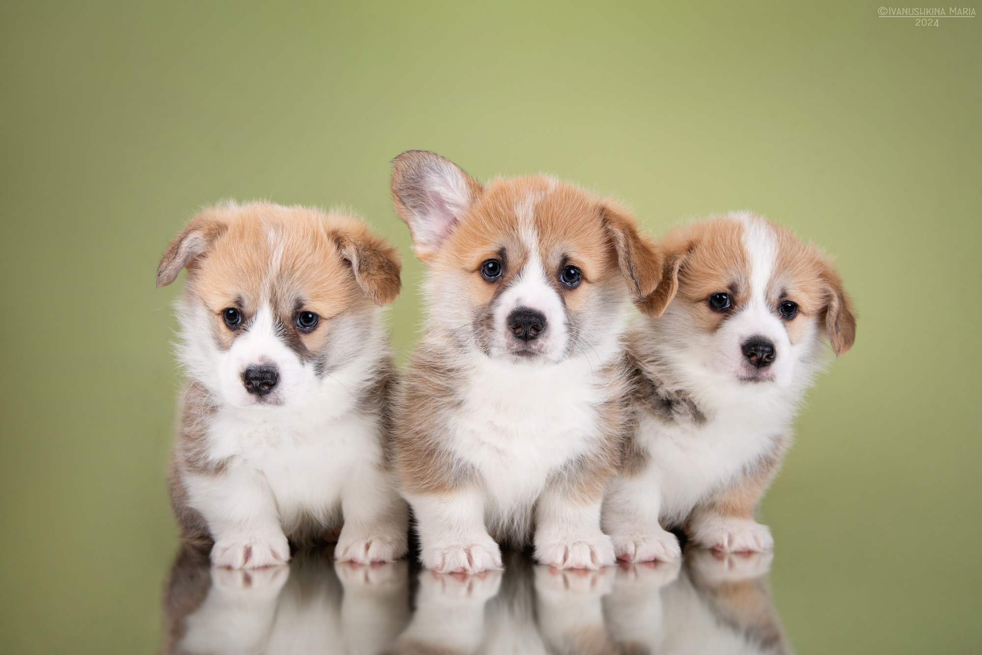 три щенка корги