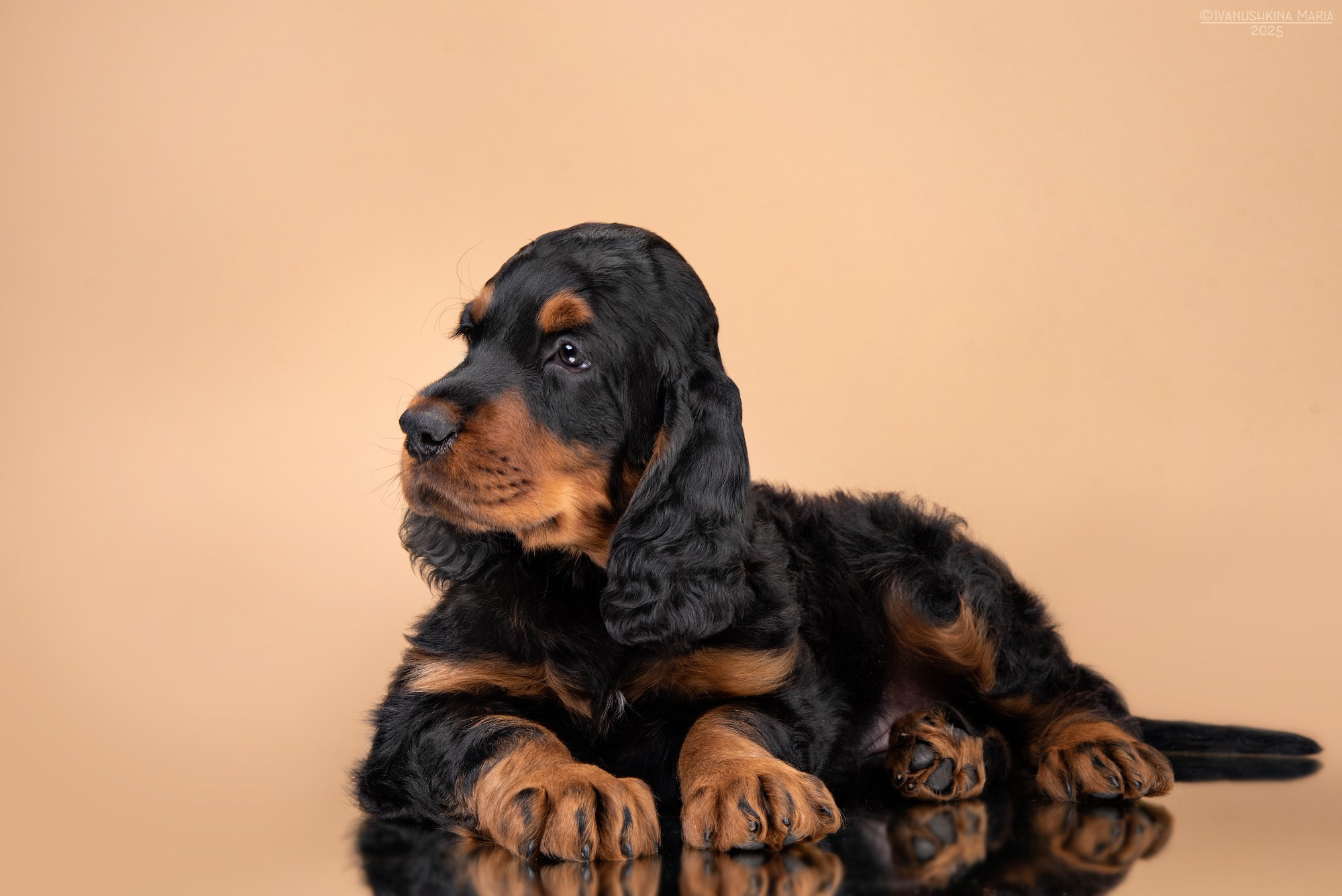 Фотосессия щенков на фонах. Фотограф собак в Москве и Московской области Иванушкина Мария