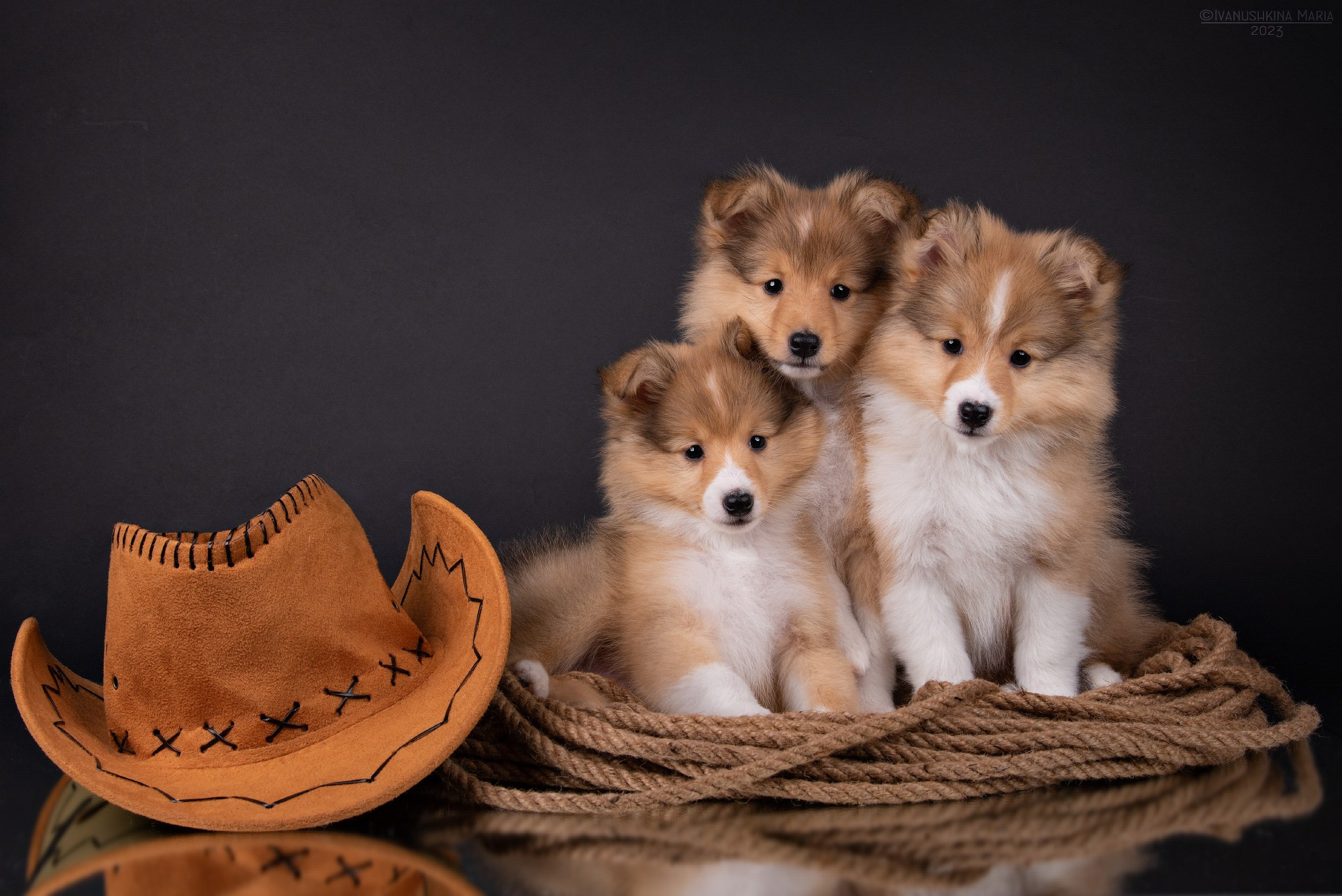 щенки шелти