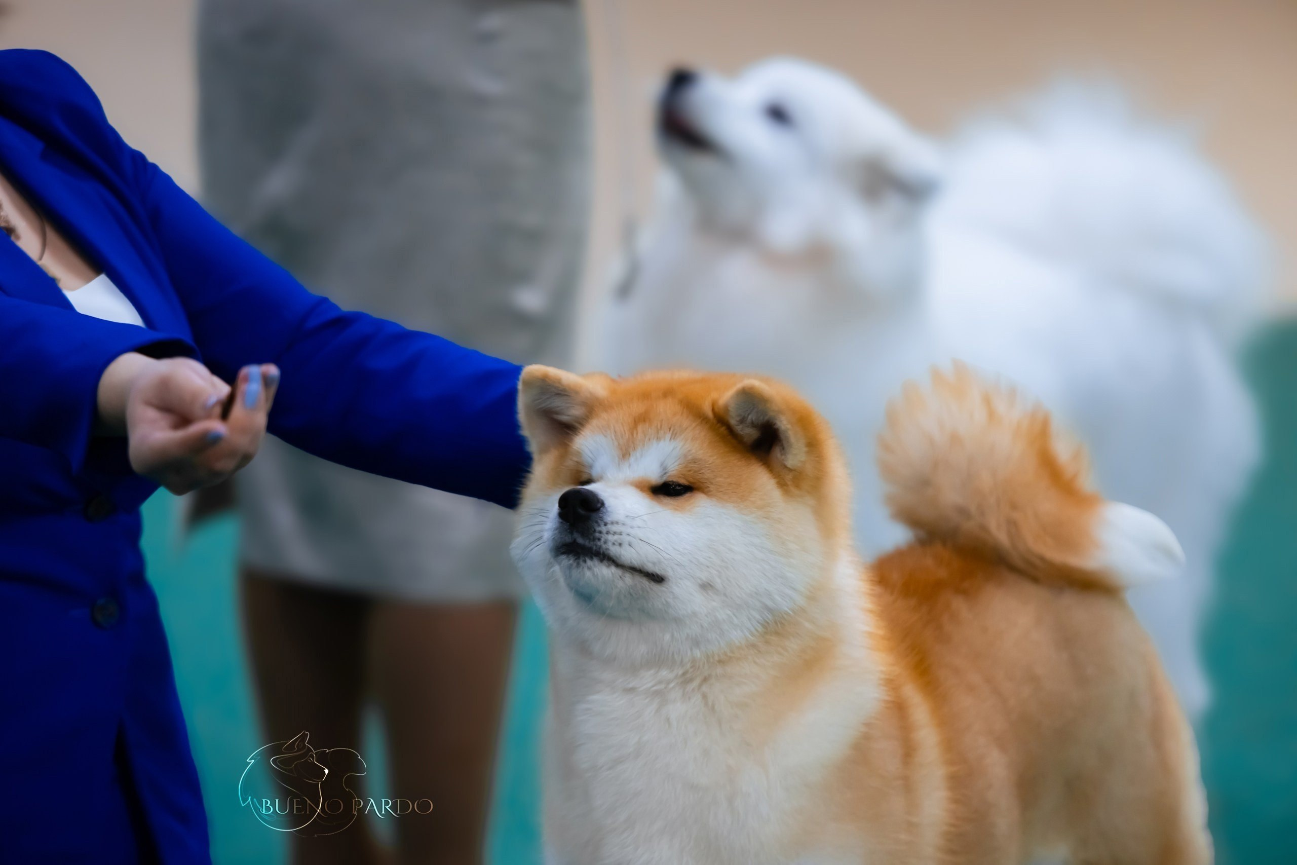 Собаки питомника Bueno Pardo. Питомник собак Акита, Хаски, Корги