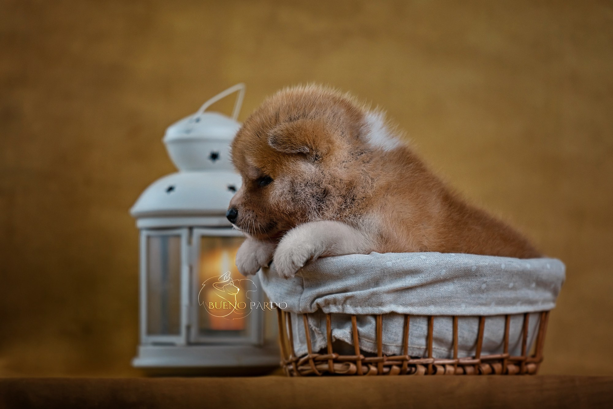 Щенки японской акита ину из питомника. Питомник собак Акита, Хаски, Корги