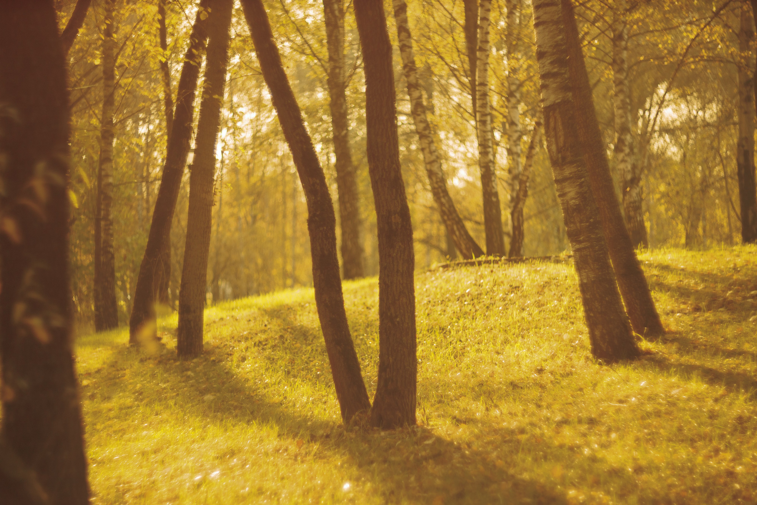 Серия «Цвет переосмыслений». Фотограф в Москве Татьяна Макотра