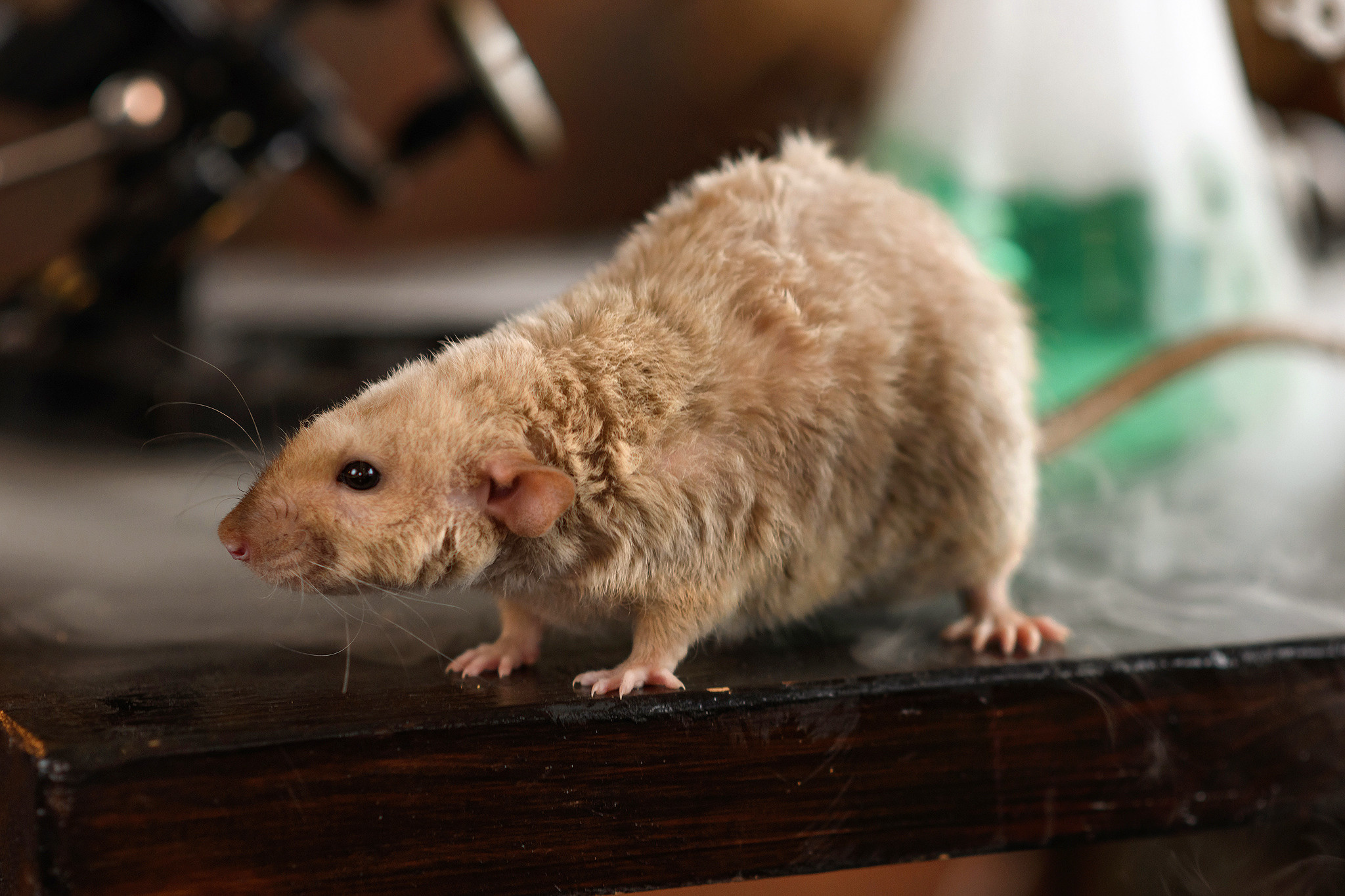 Тематическая съемка школьников. Семьи, дети, сады, школы. Фотограф Первенцева Елена. Москва