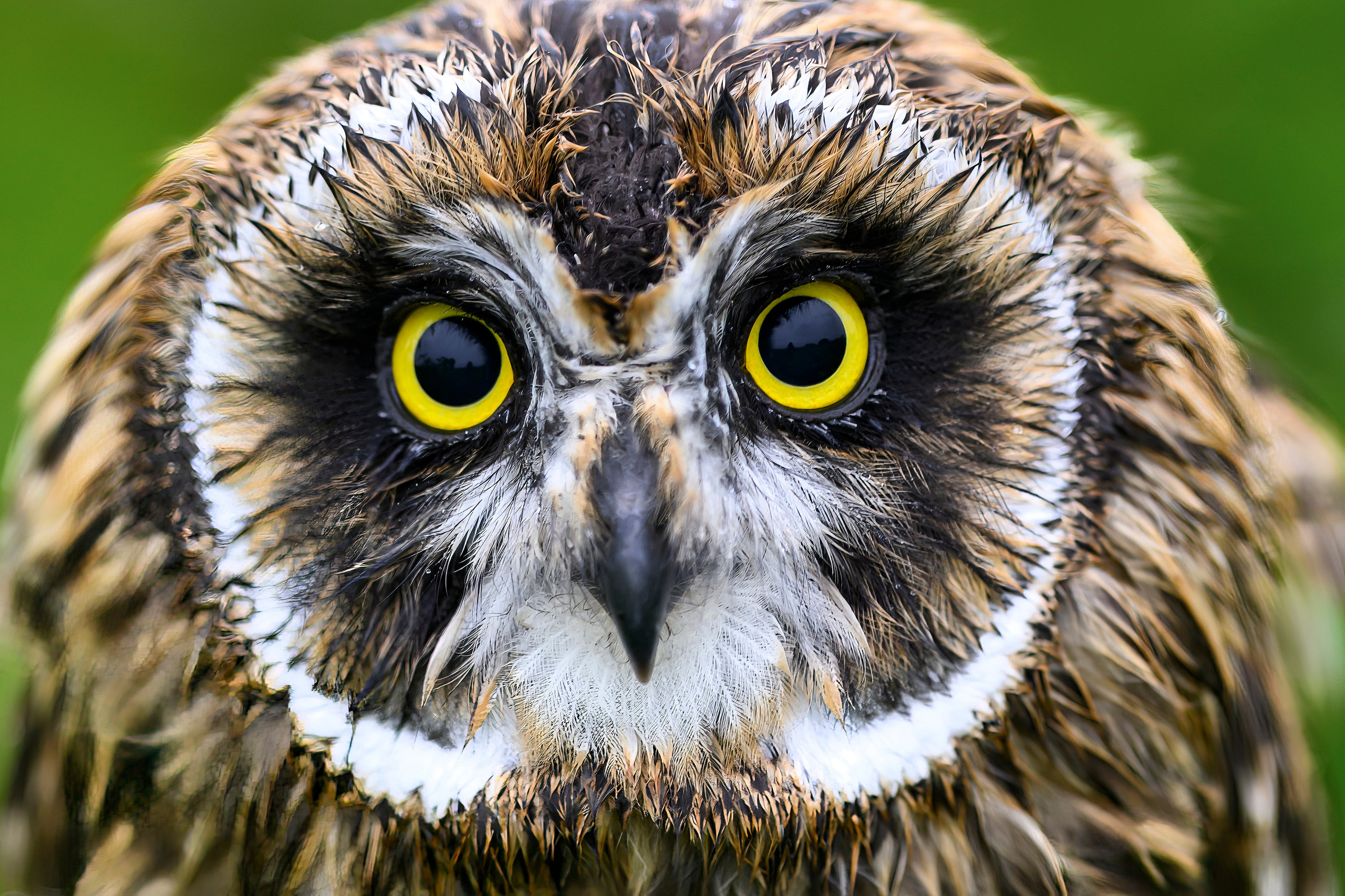 Совам не нравится дождь. Owls don't like rain. Фотограф Сергей Пупонин