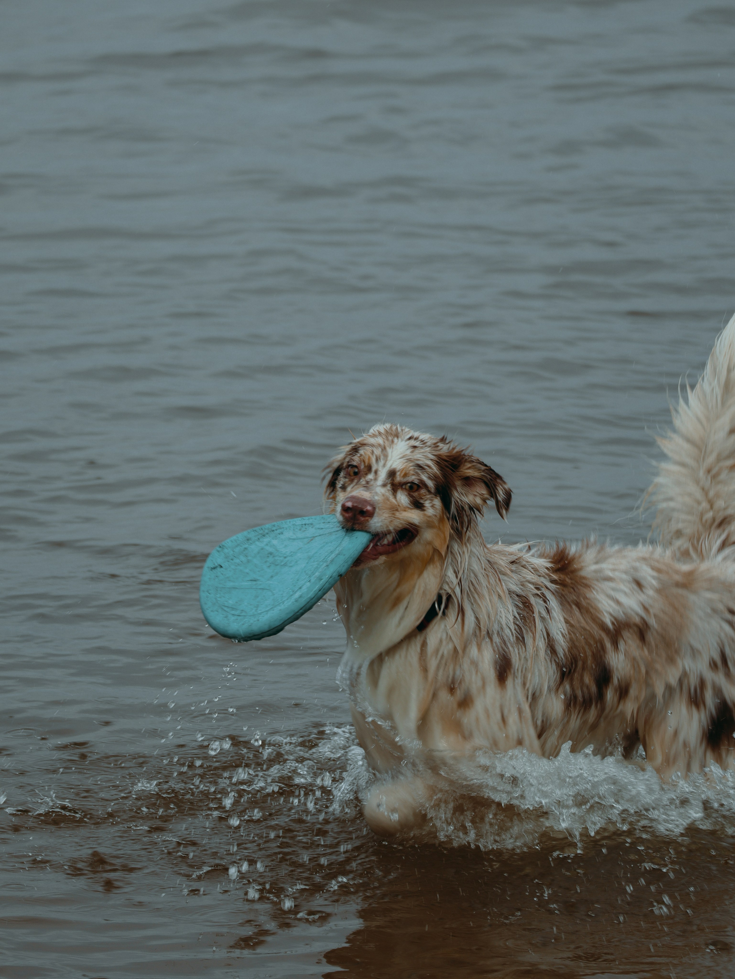 ПИТОМЦЫ. ИНФО. Кинематографичный фотограф, видеограф Лина Плешакова, Санкт-Петербург