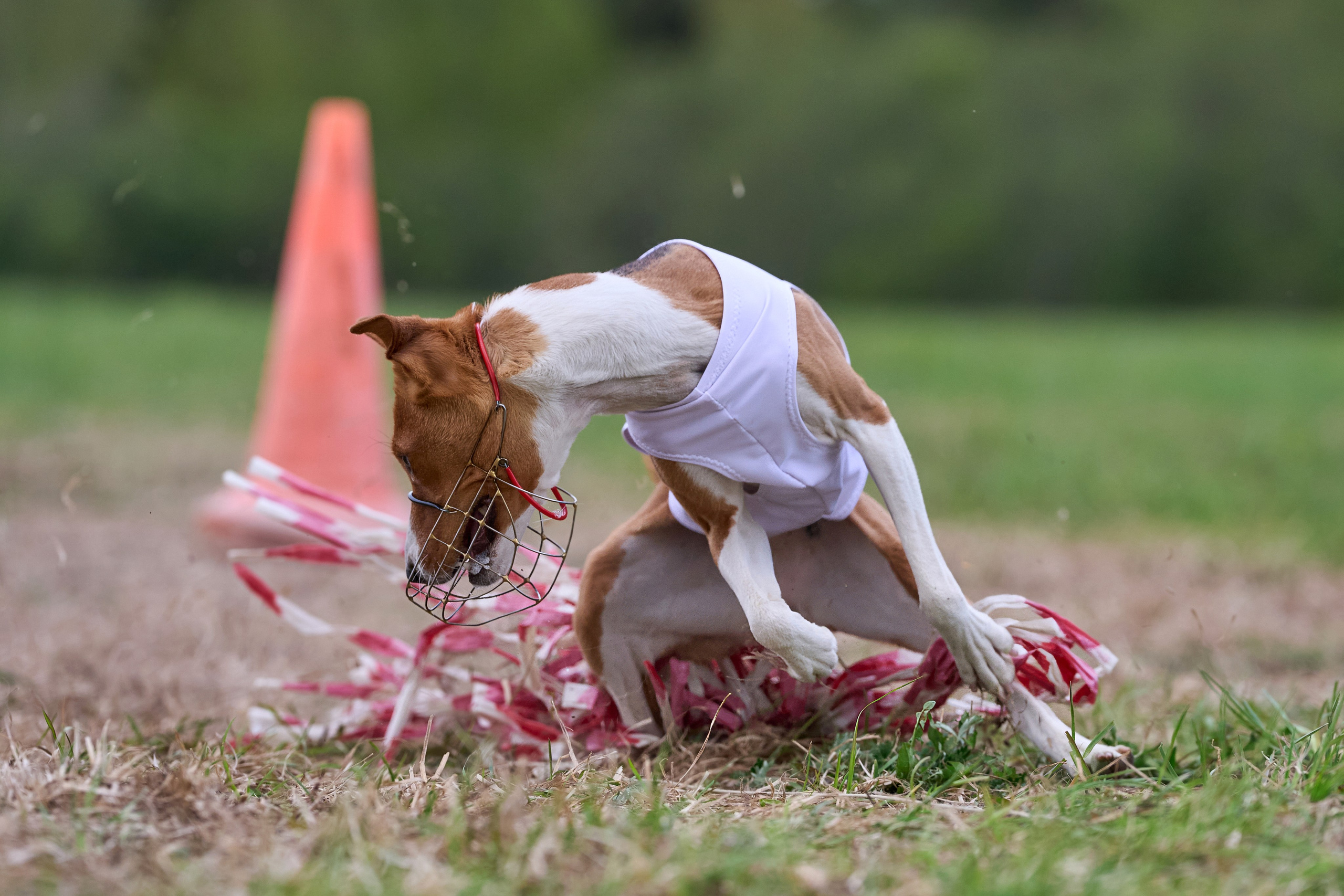 ПЧРКФ по курсингу. Фотограф-анималист Михаил Манухин