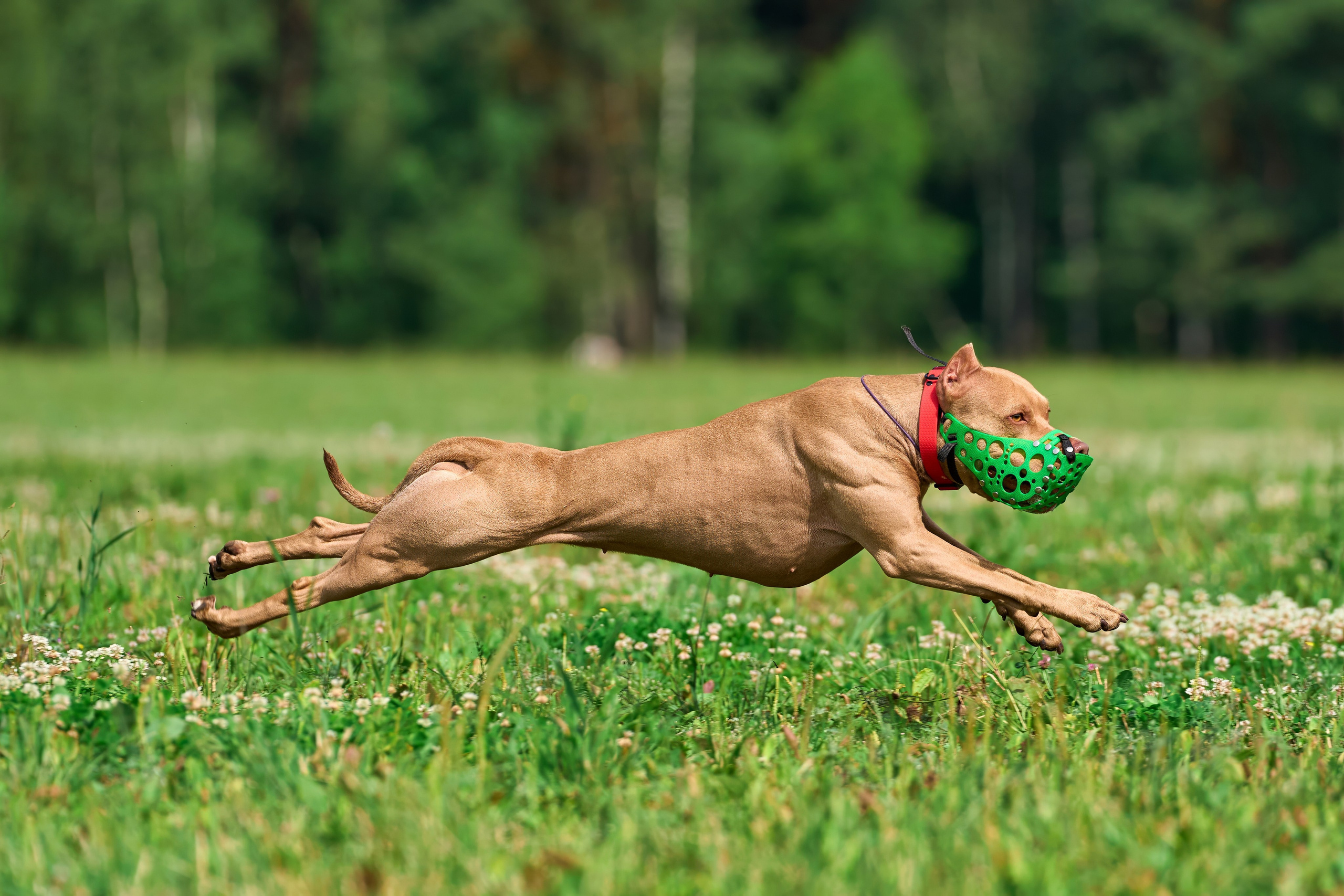 Тренировка по курсингу Донино. Фотограф-анималист Михаил Манухин