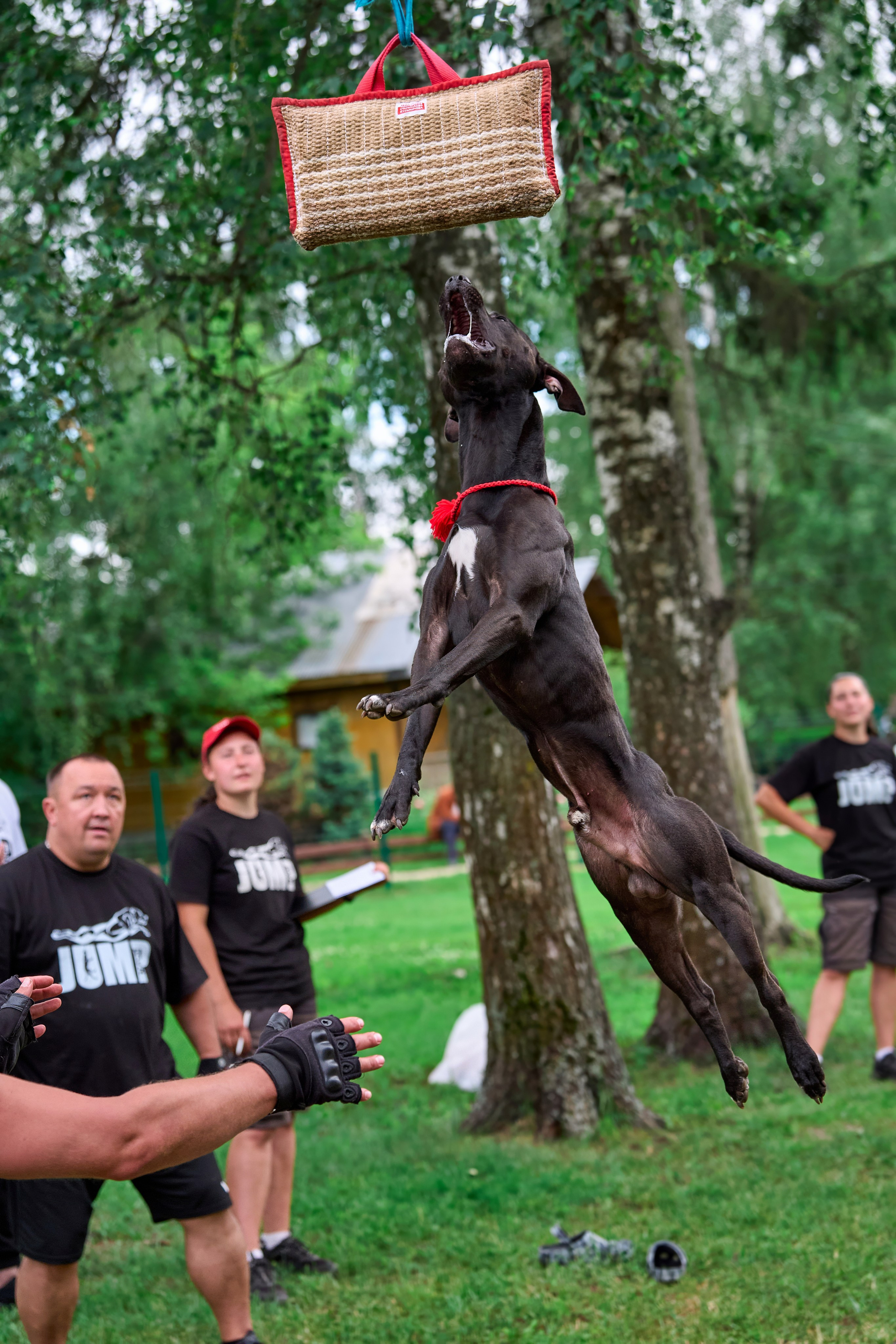 Двухдневные соревнования «Jump'n'Gym Fest — 2024». Фотограф-анималист Михаил Манухин