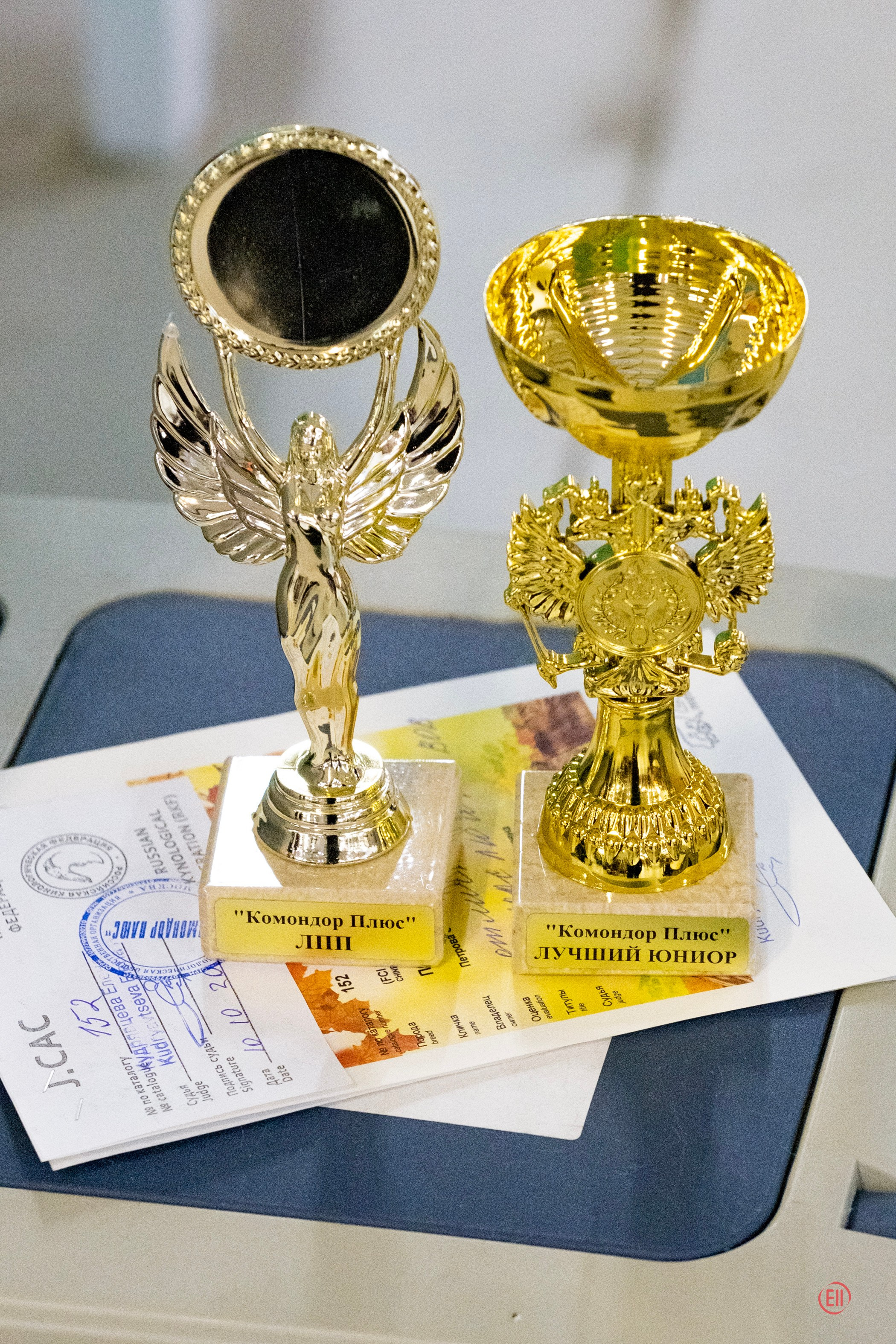 Честер BOB, BIG 2. Мы посетили две выставки. Питомник китайских хохлатых собак Poale Ell: купить щенка