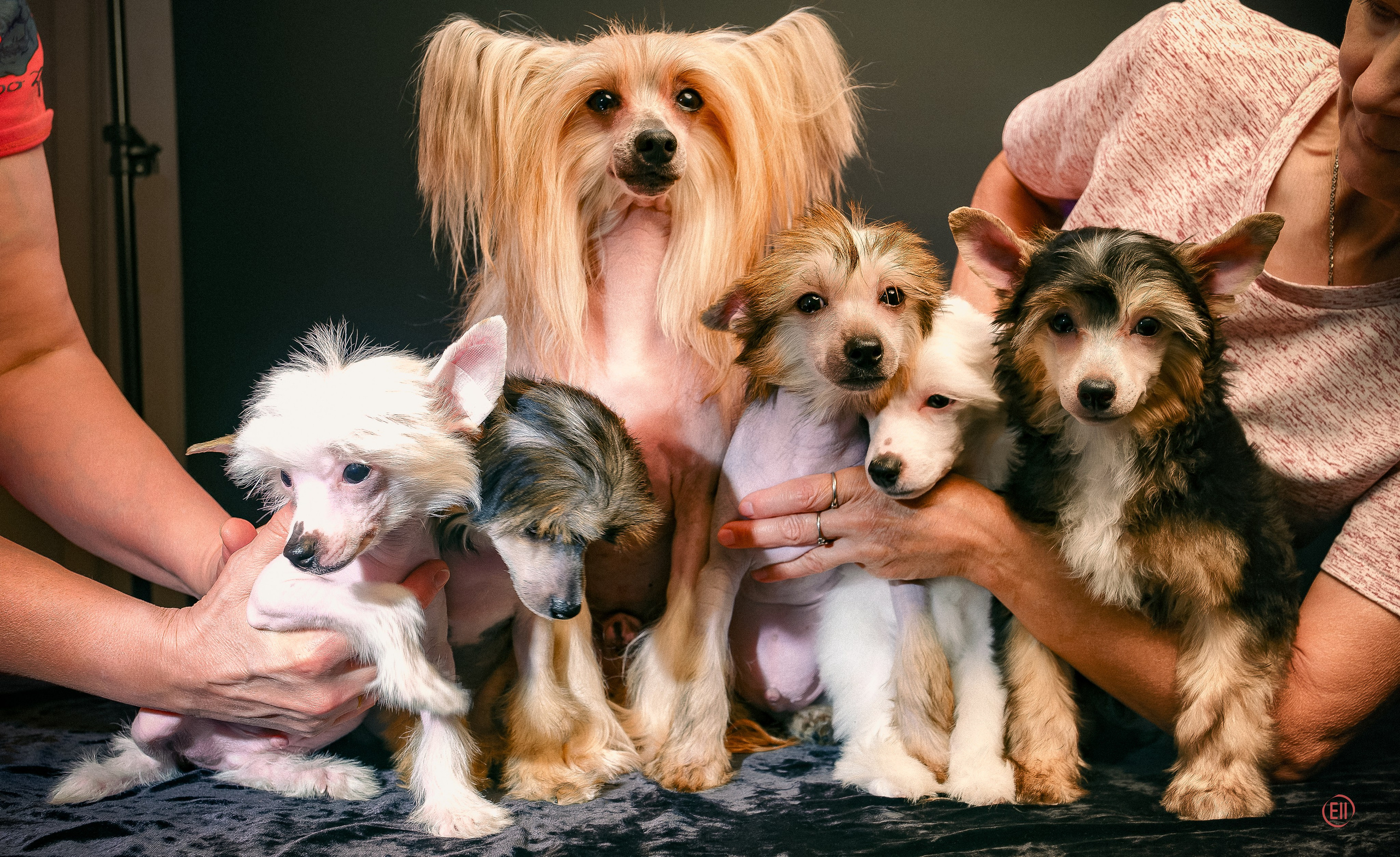 First photo session of the litter “F” of the Laisan Island kennel. Chinese Crested Dog Kennel Poale Ell