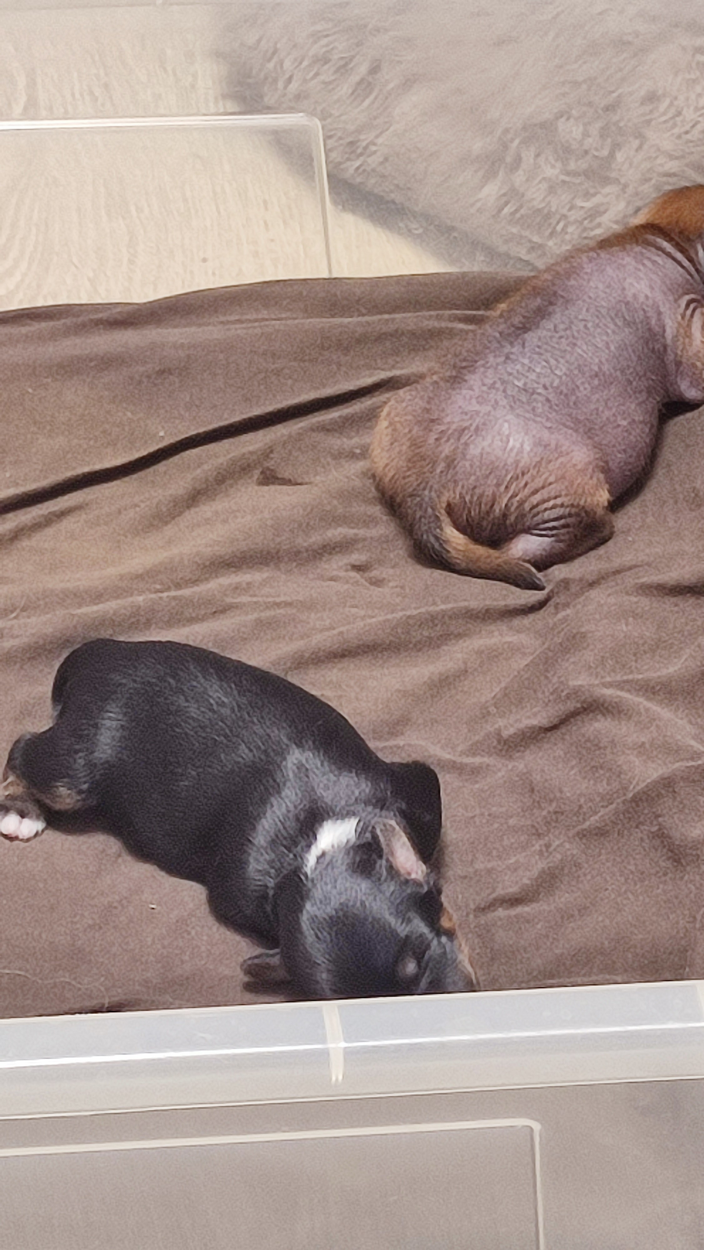 Poale Ell Gloria и Poale Ell Grace 6 дней