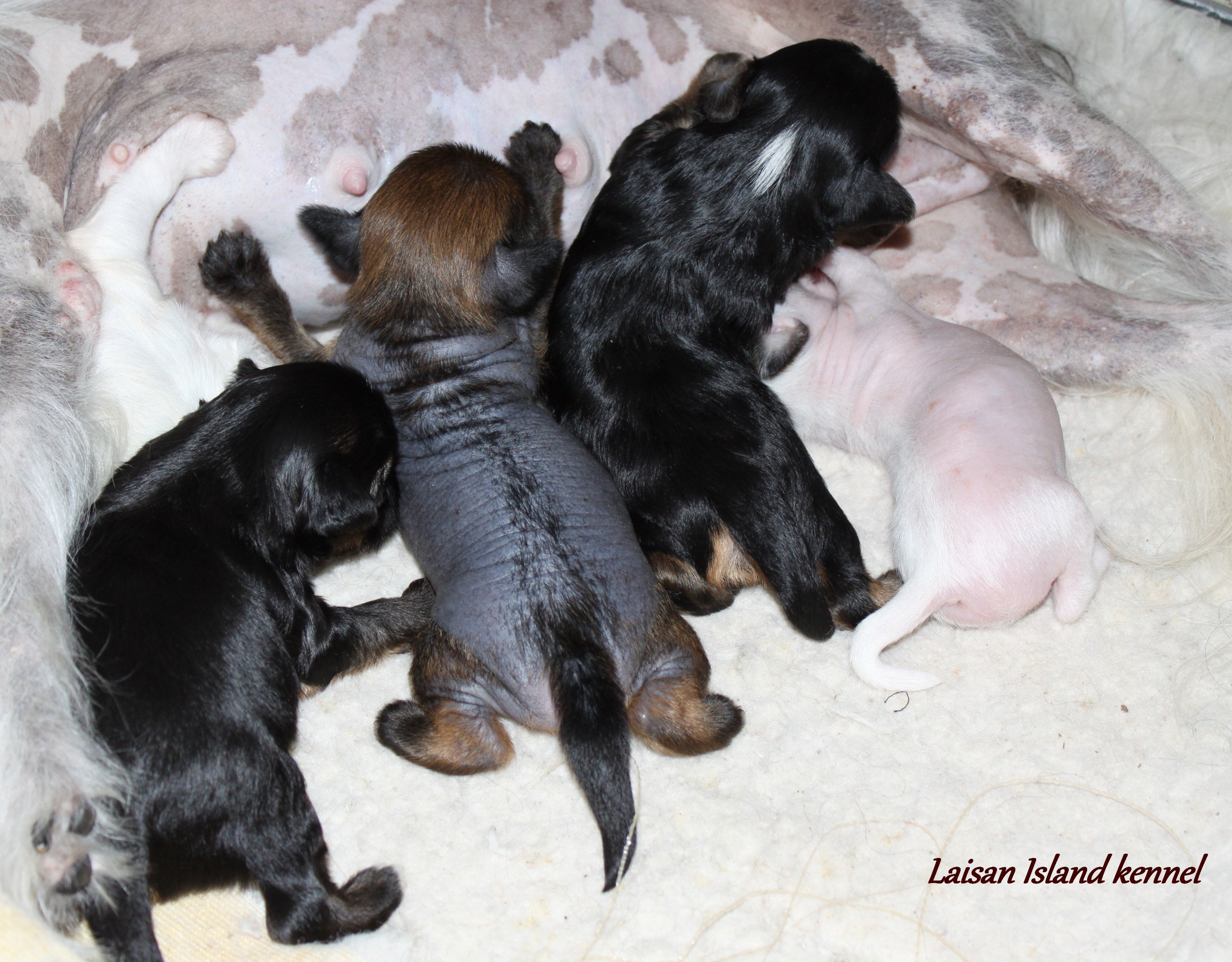 The puppies are 2 weeks old