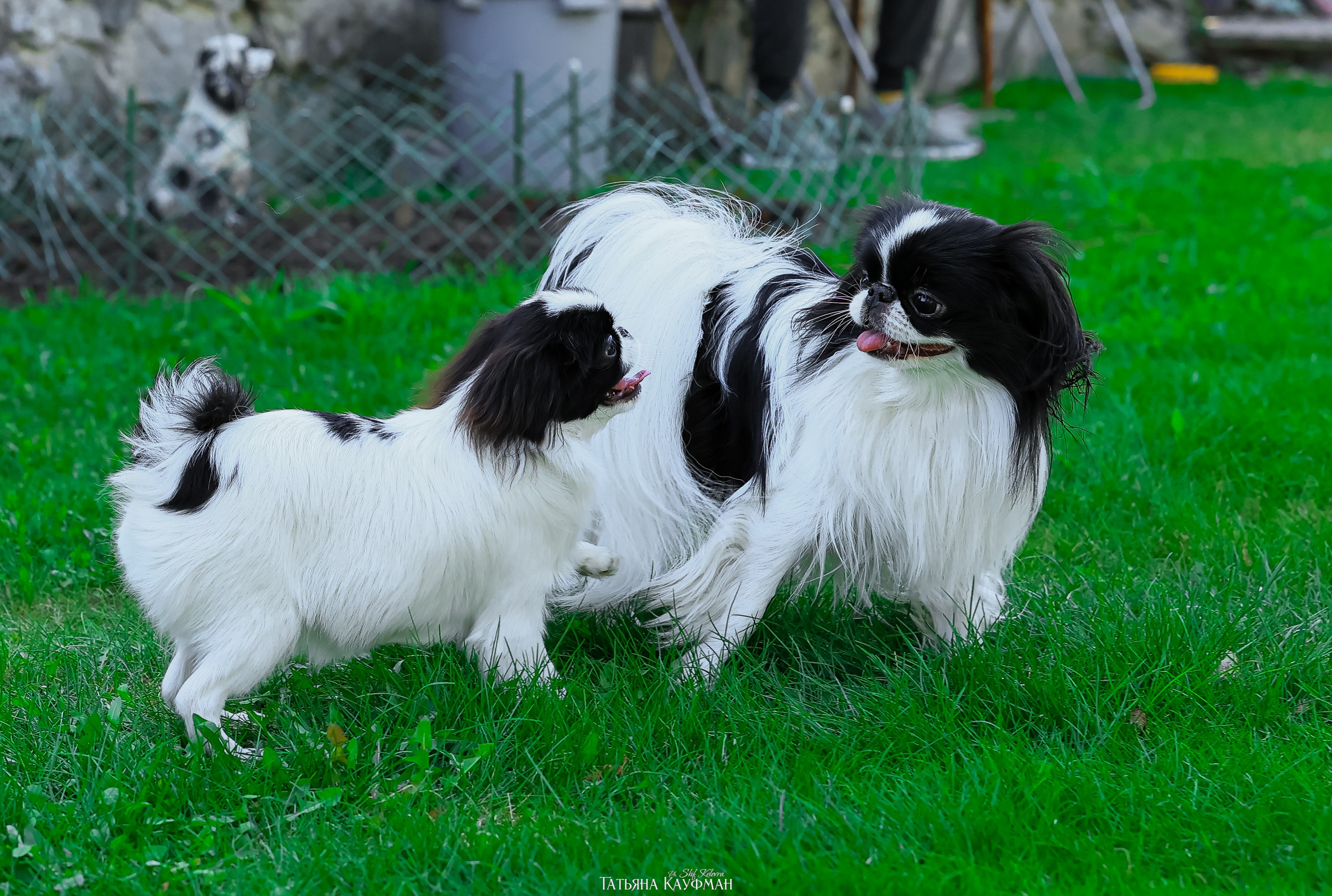 Японский хин, фотография японский хин, собака в цветах, красивая собака, фотограф анималист, фотокурс Анималистика, научиться фотографировать собак, фотограф Новосибирск