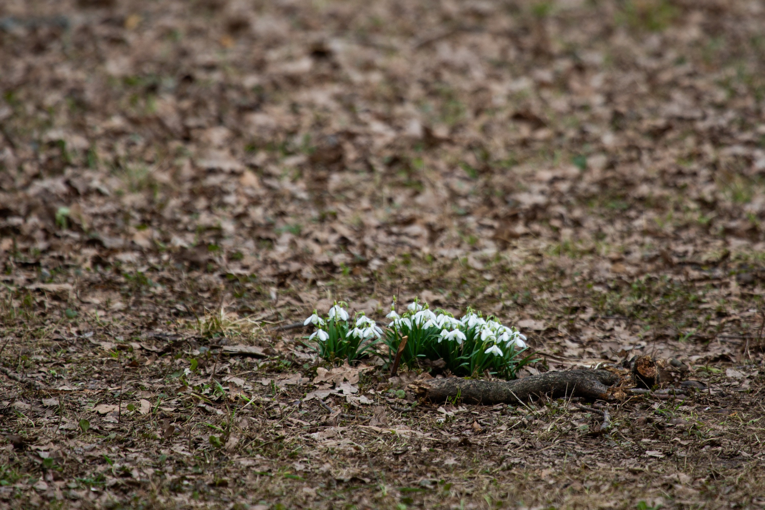 Весенняя фотопрогулка. Главная