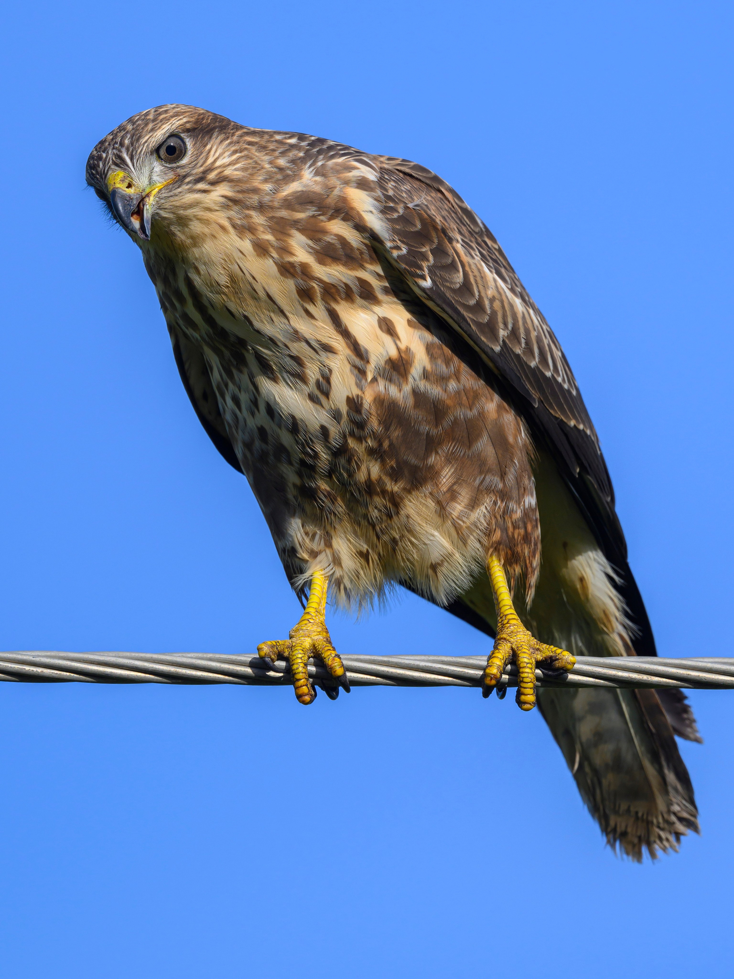 Скопа и канюк. The Osprey and the Buzzard. Фотограф Сергей Пупонин