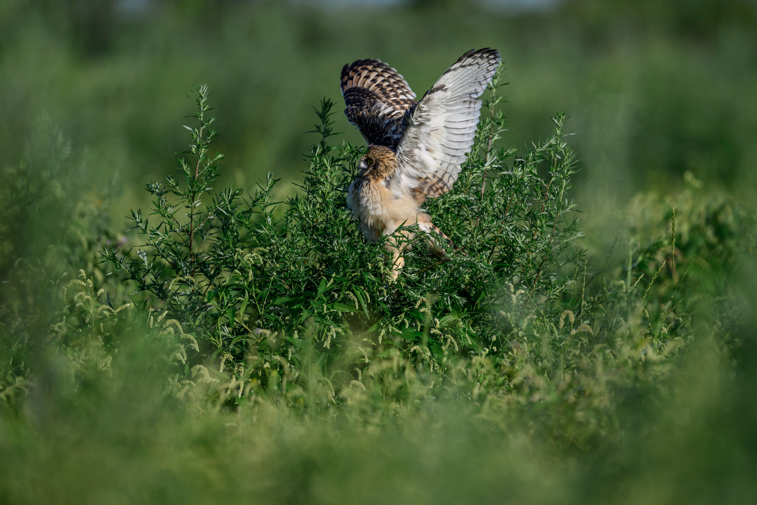 Битва сов и кормление совят. The Owl Battle and Feeding the Nestlings. Фотограф Сергей Пупонин