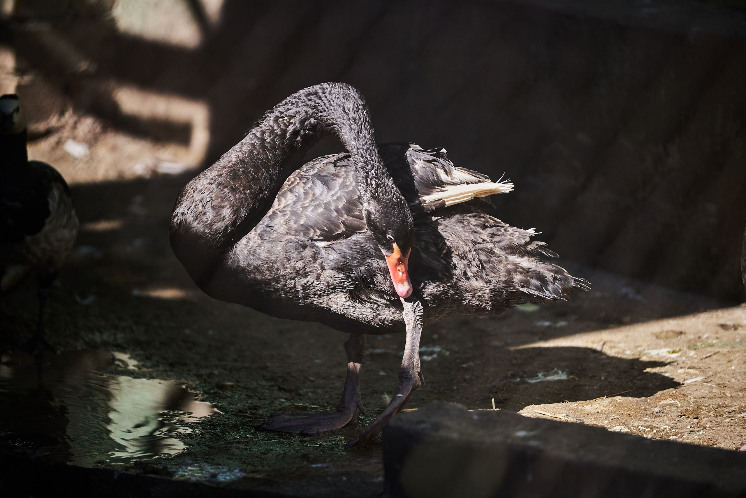 Зоопарк Иваново. Фотограф в Иваново: Каталожная съемка одежды и постельного белья, Wildberries