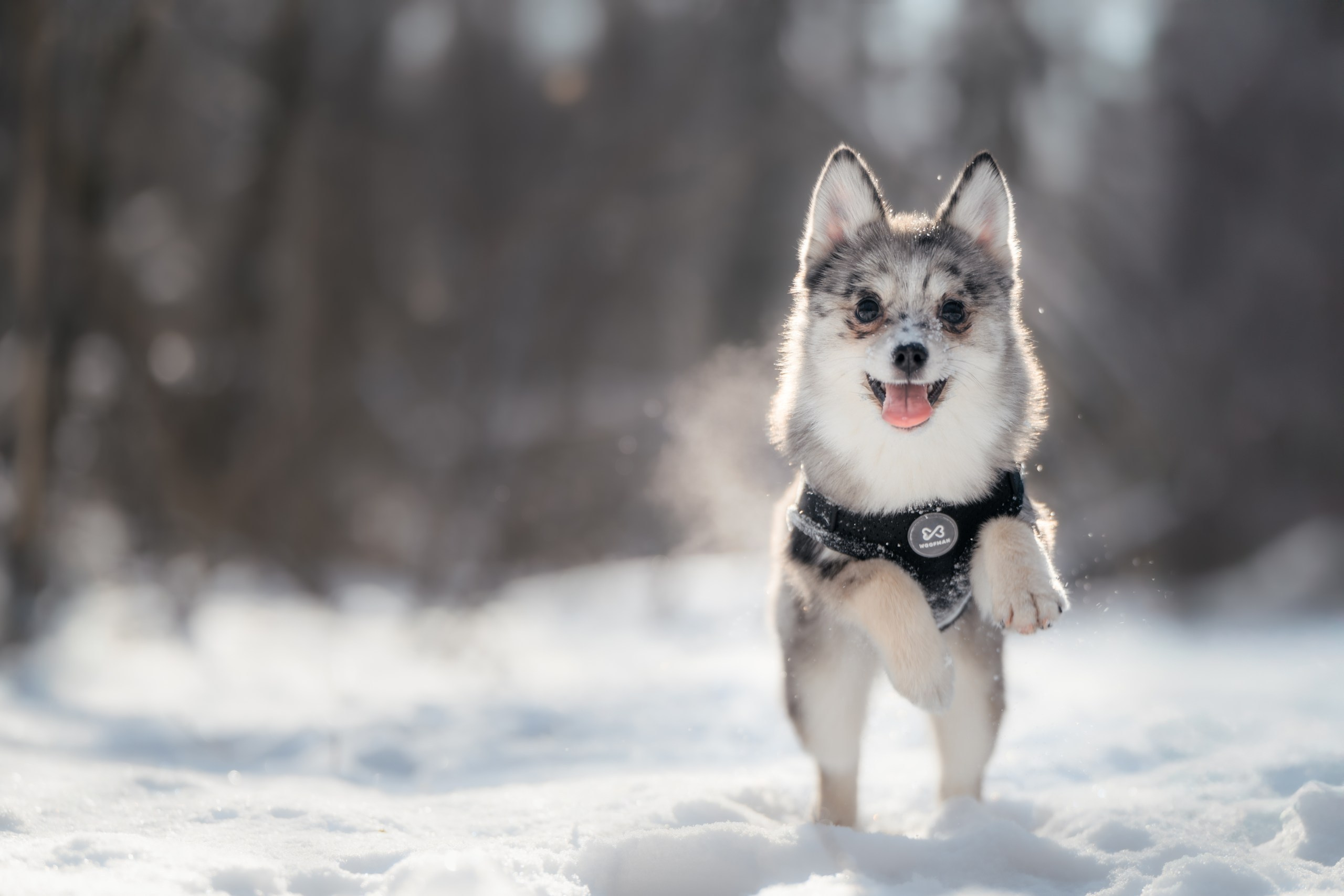 Фотограф Анималист в Москве Анастасия Жучкова