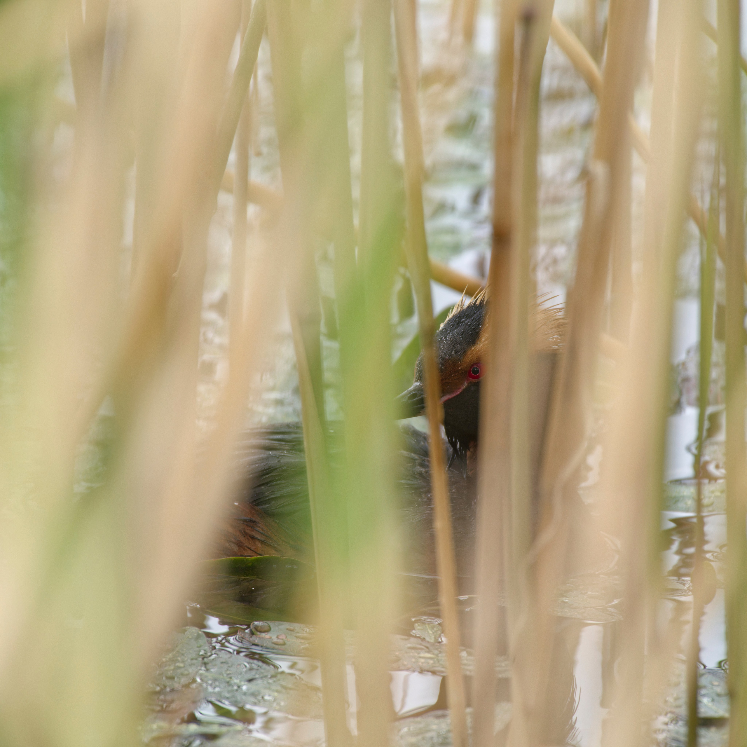 Экспедиция в Монголию (котловина больших озер). Семоха Валерий. Фотограф
