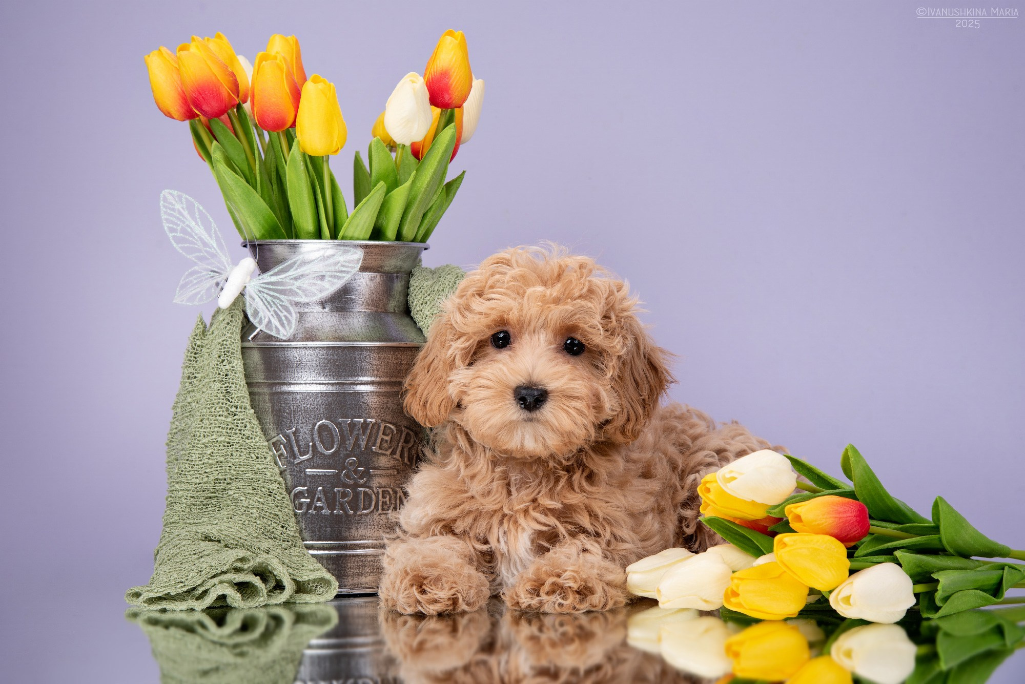 Фотосессия щенков на фонах. Фотограф собак в Москве и Московской области Иванушкина Мария