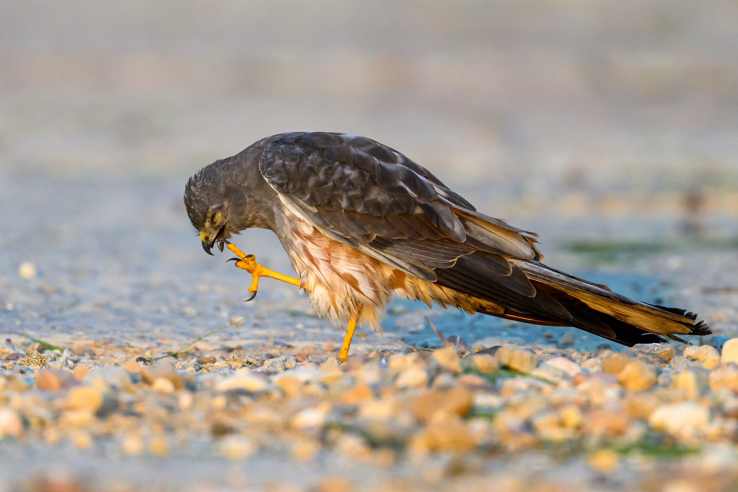 Лунь и коршуны. Harrier and Kites. Wildlife photography by Sergey Puponin