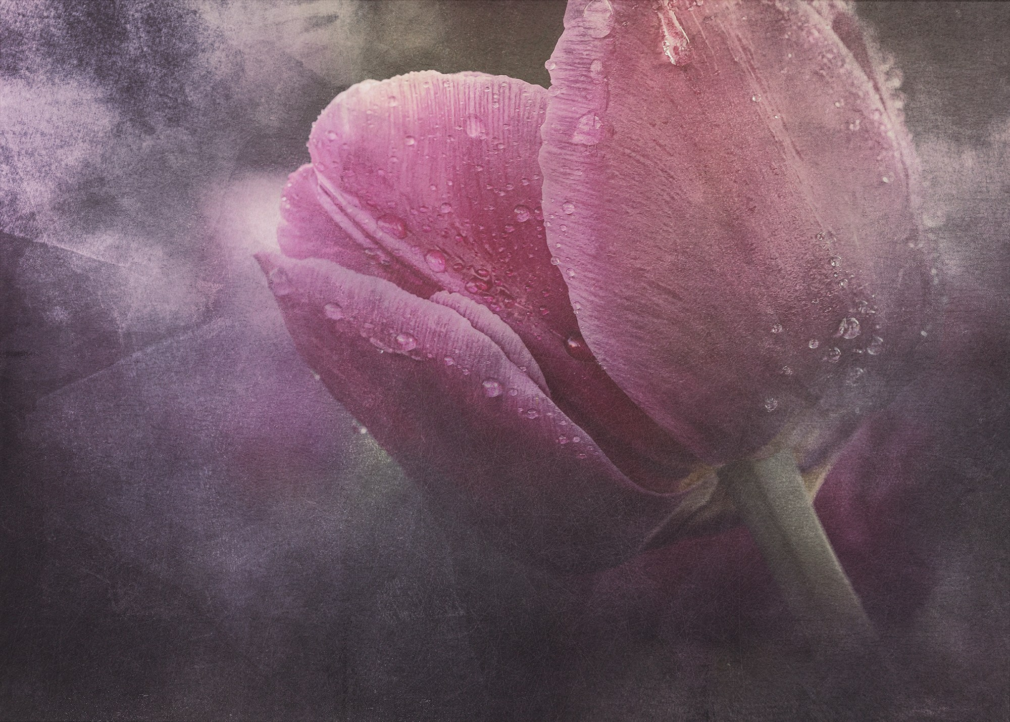 PINK VINTAGE. Eirene G | Photoartist | Flowers from my garden