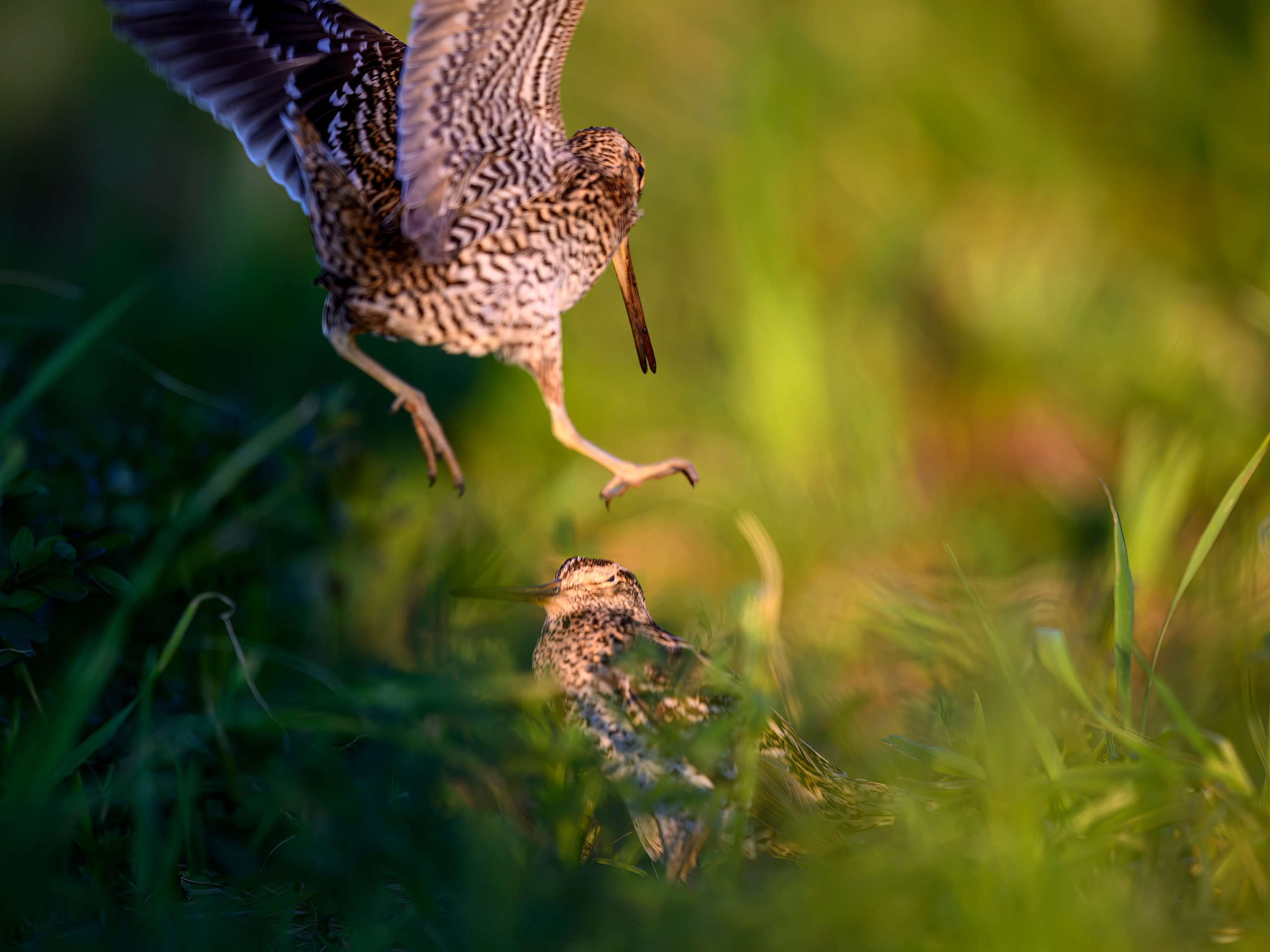 Дупелиный ток: настоящие гусары!. Фотограф Сергей Пупонин