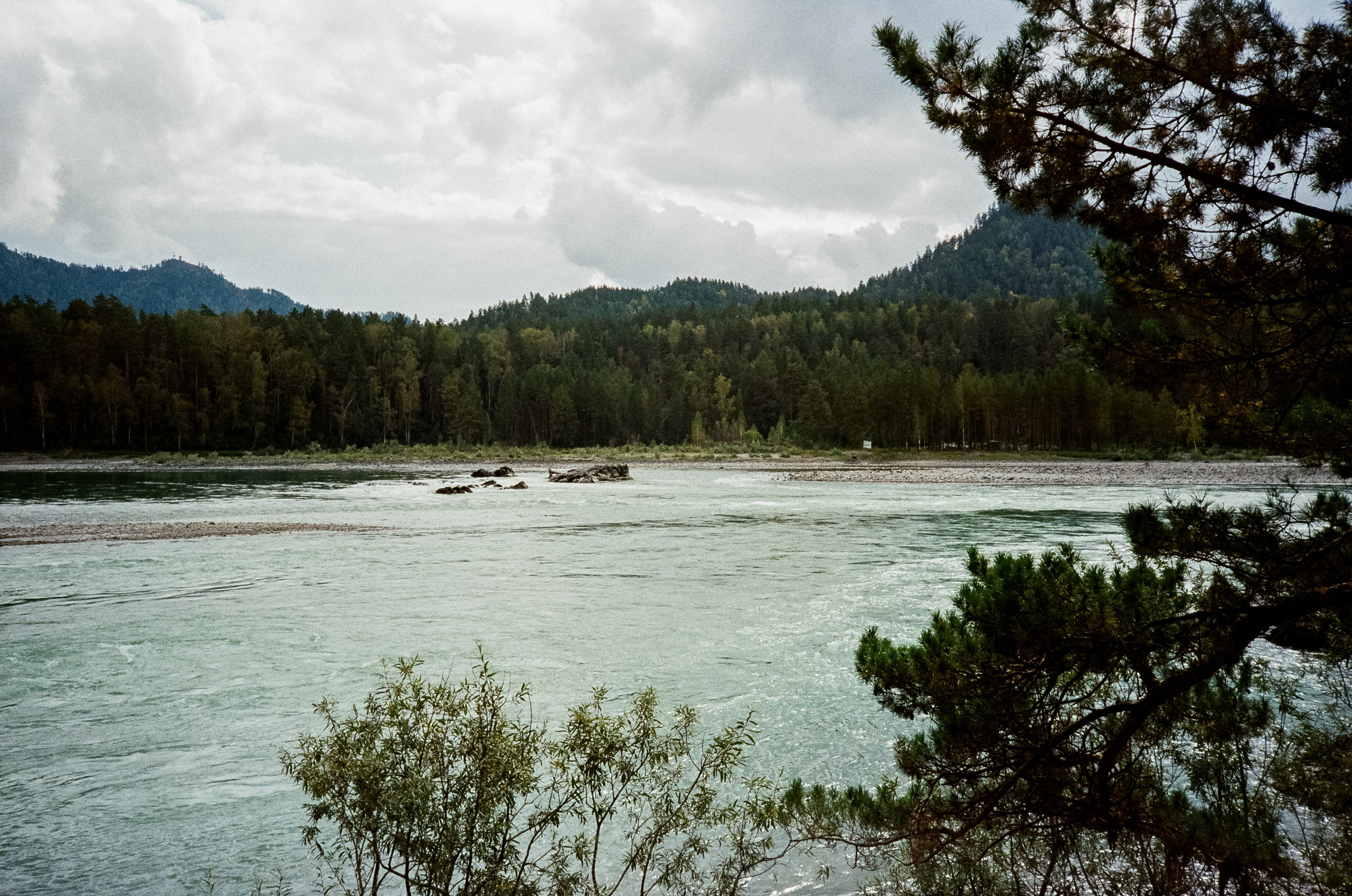 Катунь и сосны на базе Беррель. Ботанический сад. Фотограф-документалист Мария Осокина