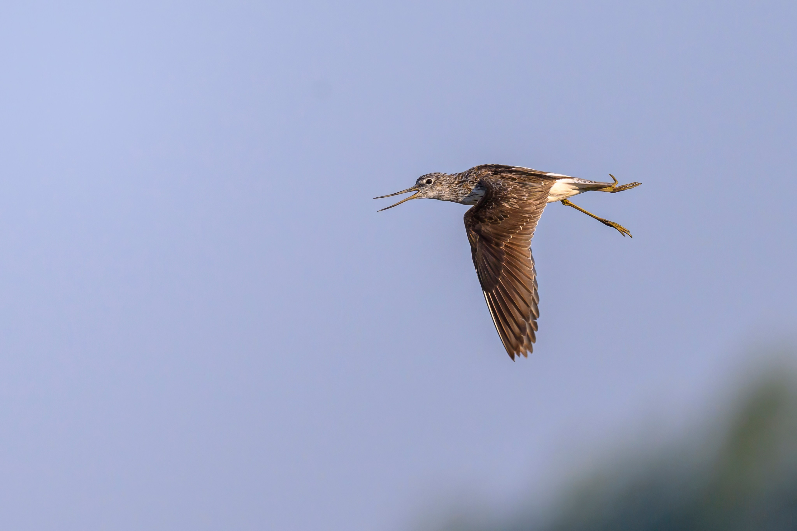 Совы и кулики. Фотограф Сергей Пупонин