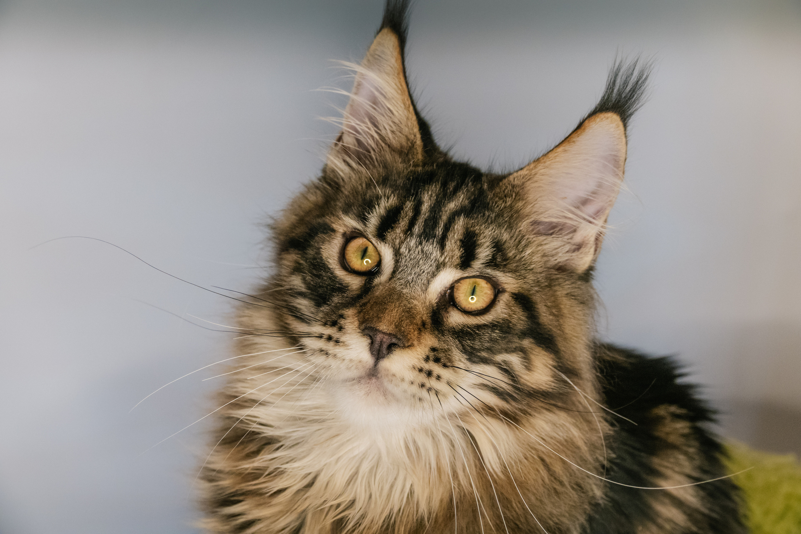 Портрет мейн-кун крупным планом