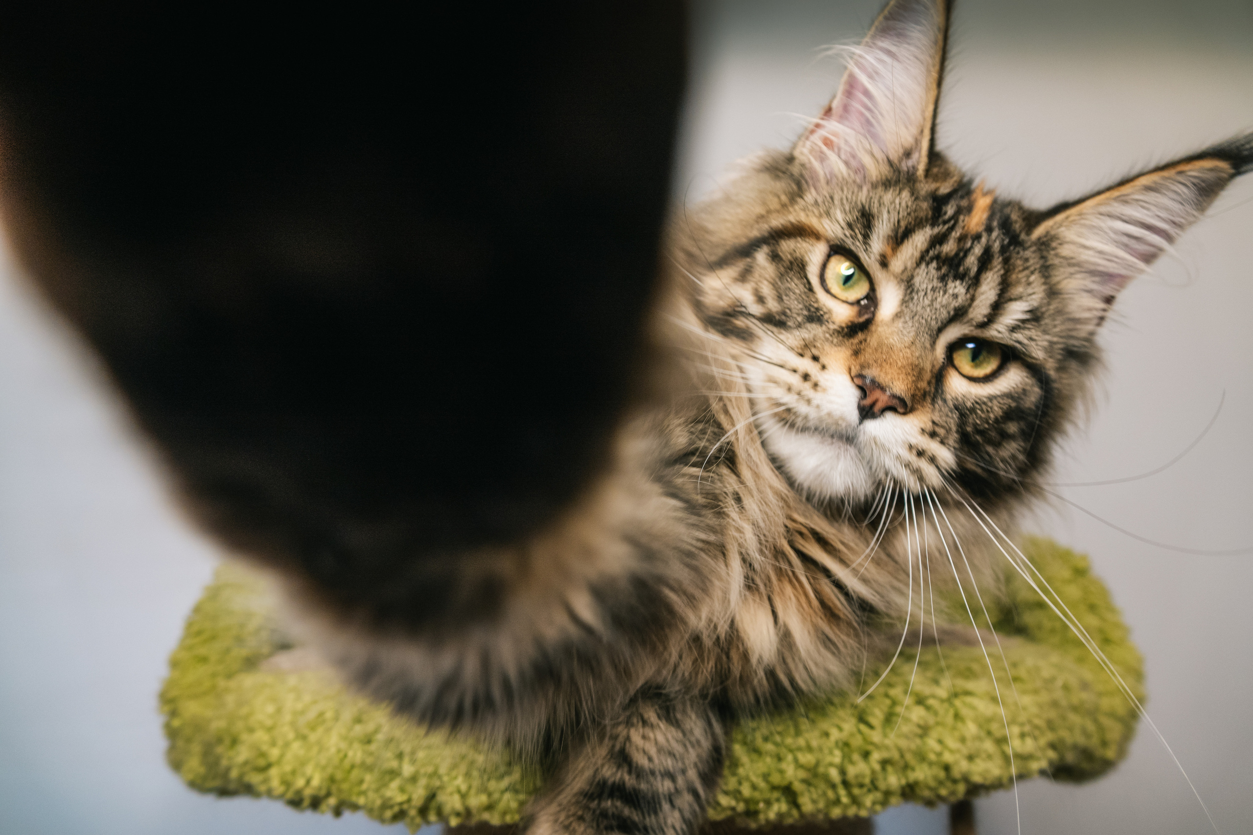 Котик мейн-кун делает селфи