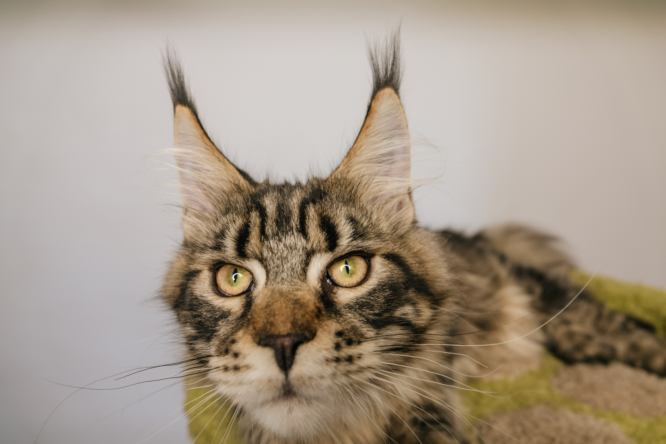 Шикарные мейн-куны и их очаровательные кисточки. Фотограф-анималист в Москве Юлия Лайхо