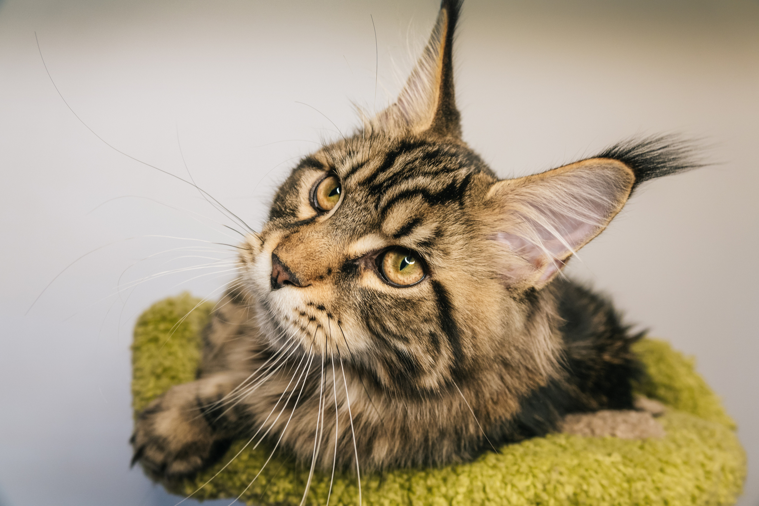 Шикарные мейн-куны и их очаровательные кисточки. Фотограф-анималист в Москве Юлия Лайхо