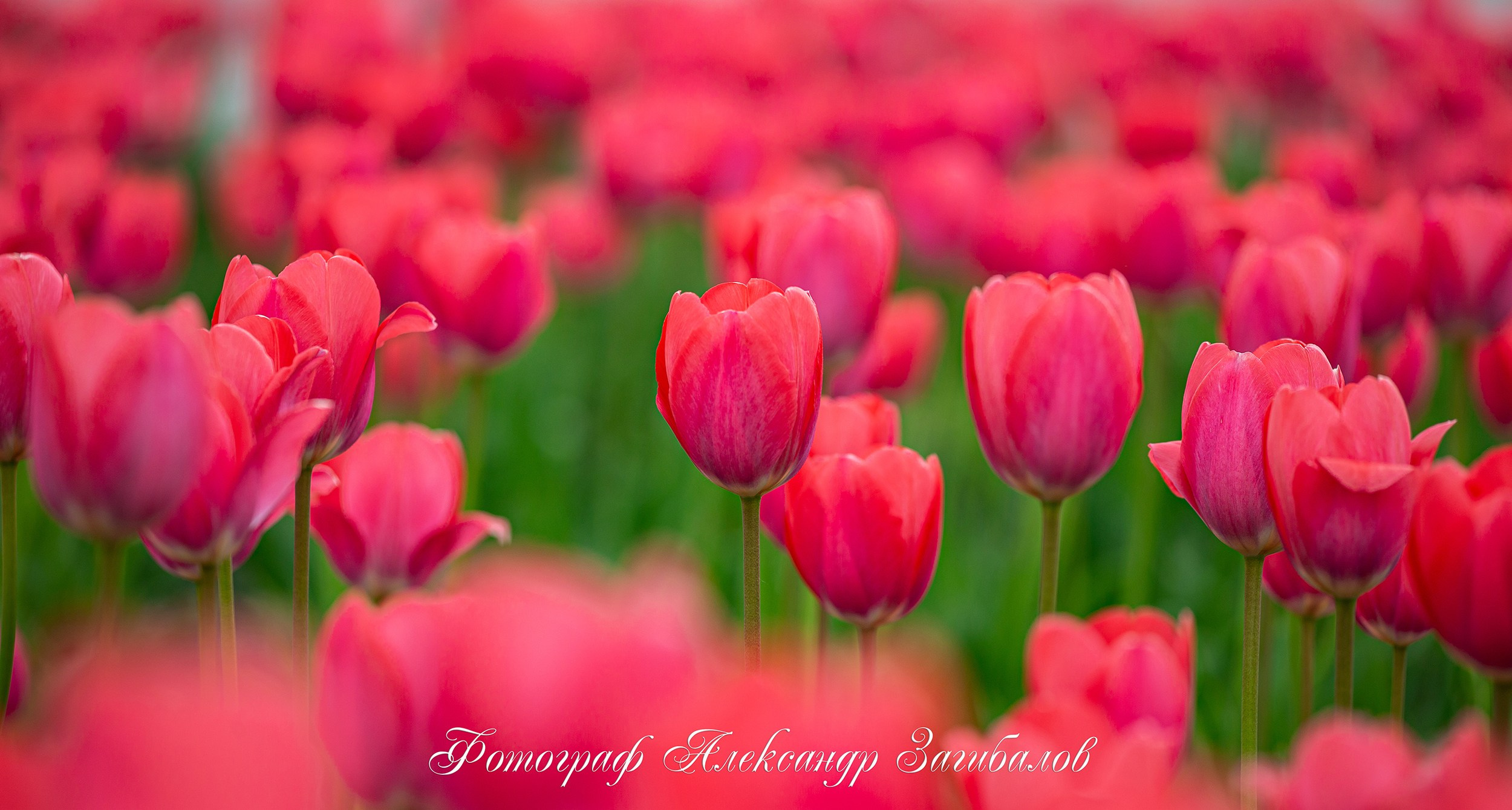 Фотостудия в Москве LUXARTPHOTO