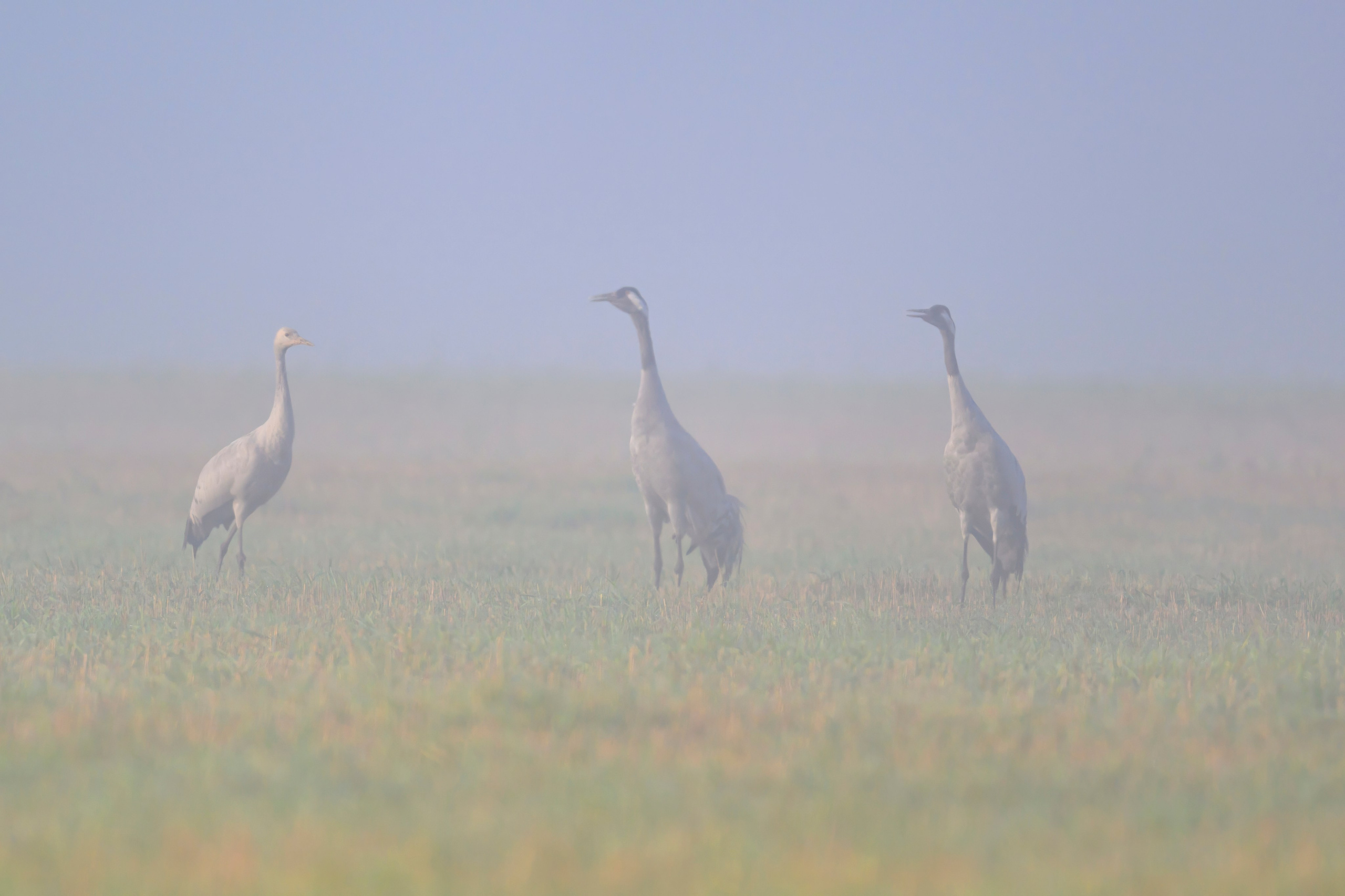 Журавли II. Cranes II. Wildlife photography by Sergey Puponin