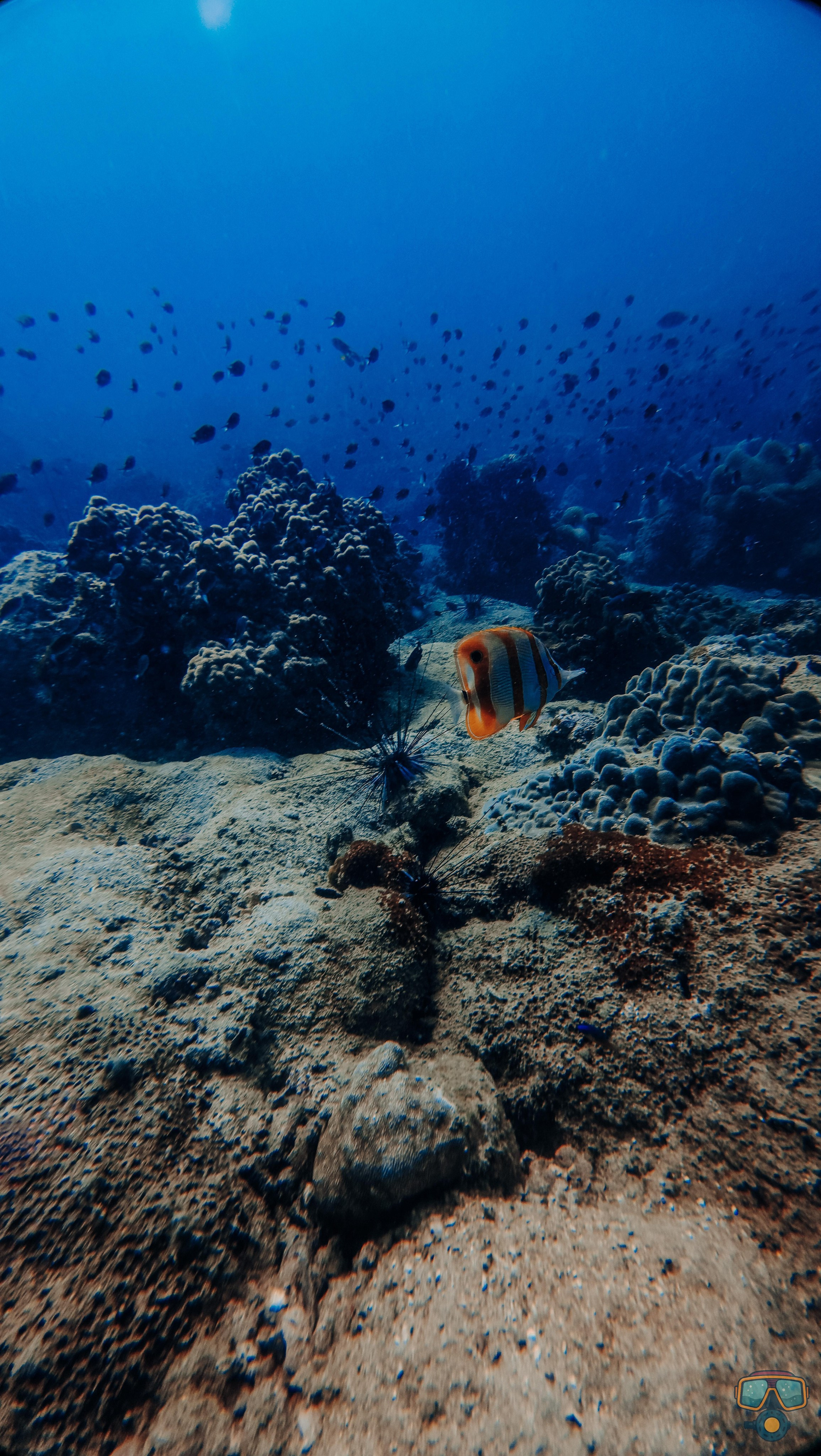 Дайвинг во Вьетнаме. Индивидуальные Экскурсии. Дайвинг во Вьетнаме. Индивидуальные Экскурсии