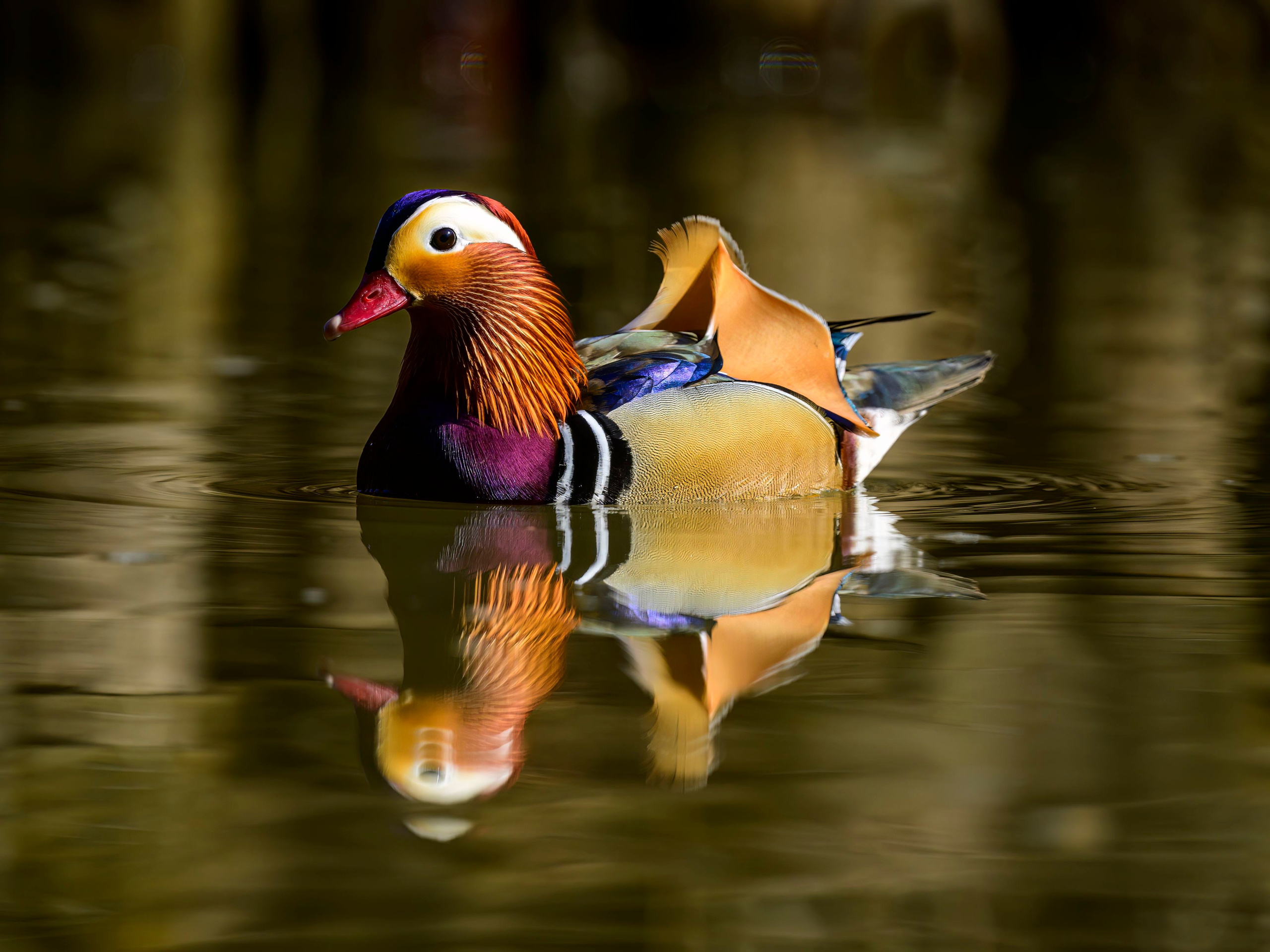 Мандаринки. Wildlife photography by Sergey Puponin