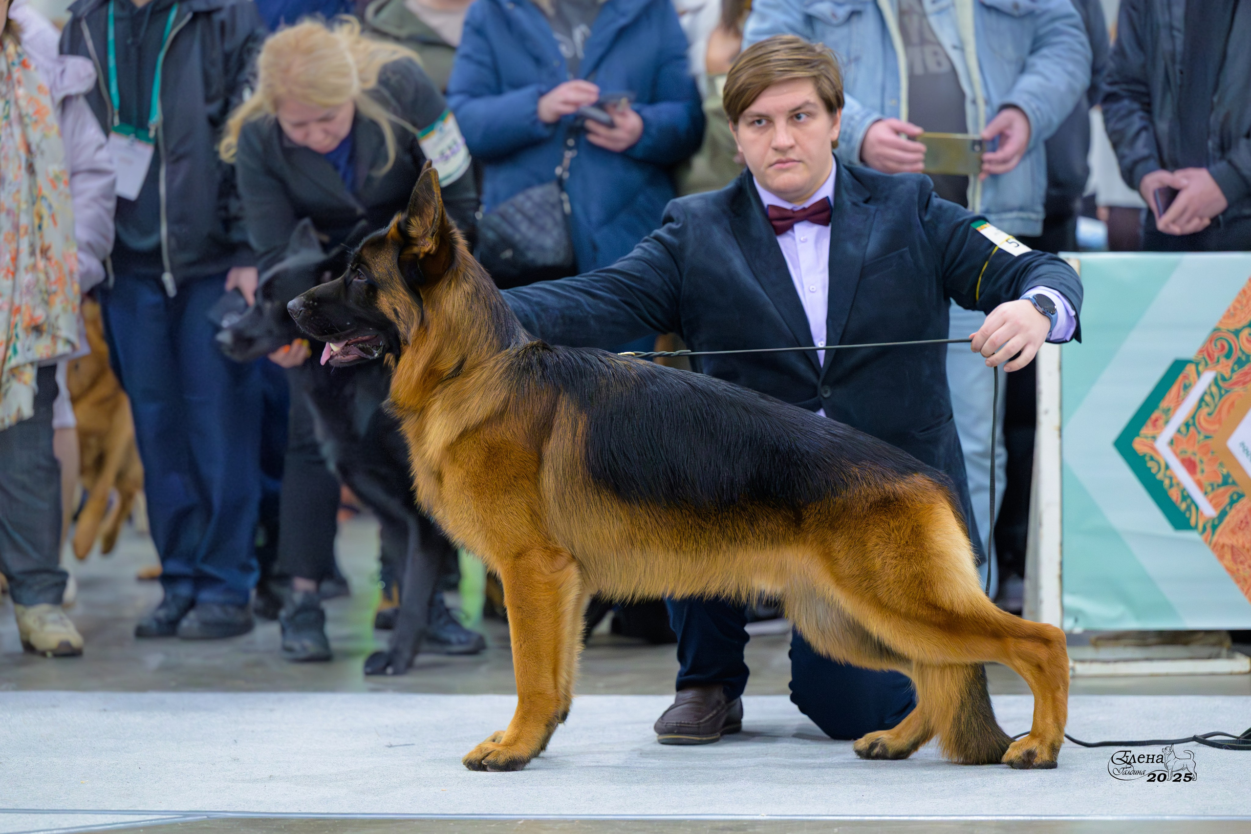 15-16.11.2025 ЕВРАЗИЯ г. Москва. Фотограф анималист Елена Галдина г. Красноярск