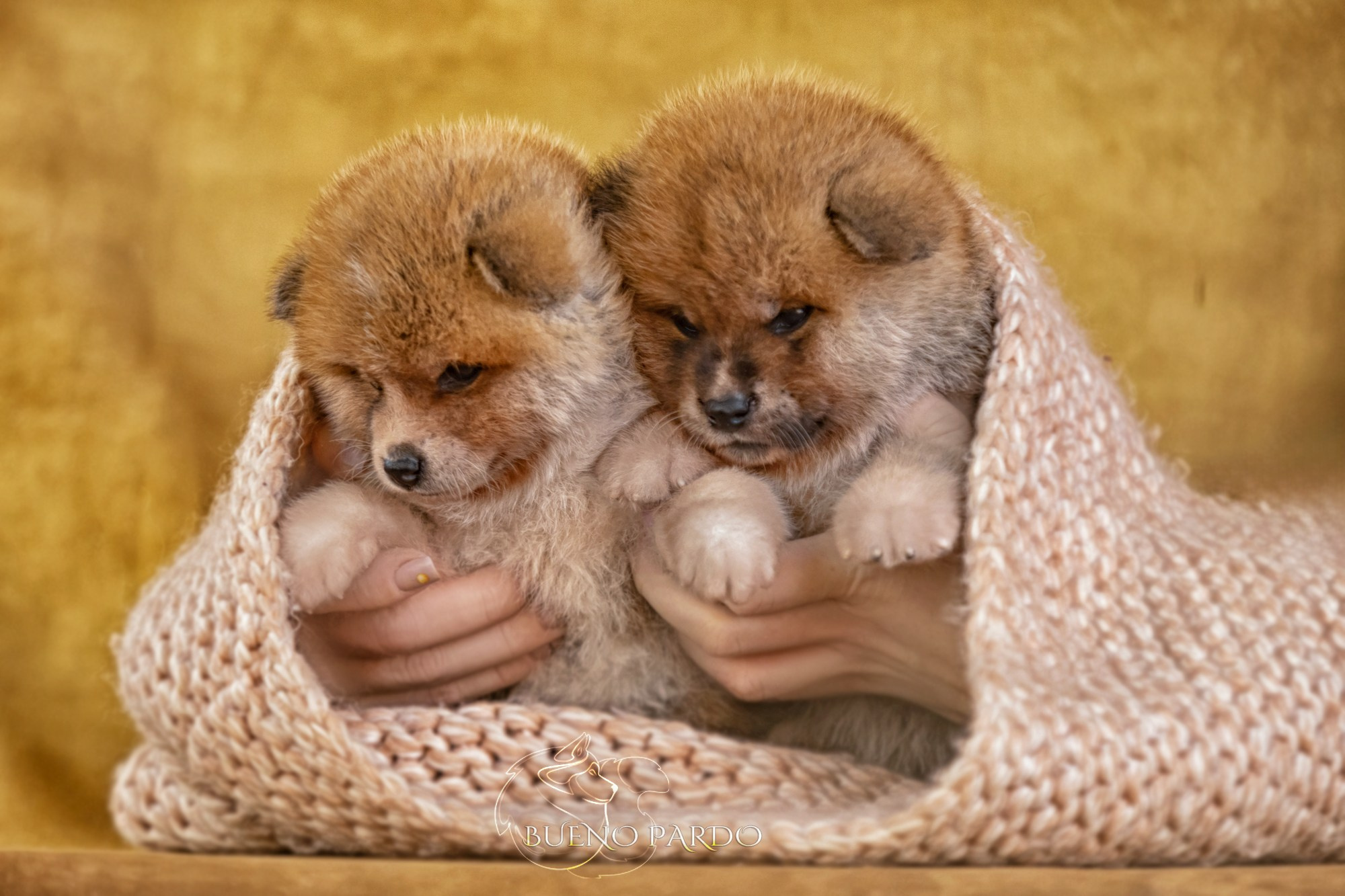 Щенки японской акита ину из питомника. Питомник собак Акита, Хаски, Корги