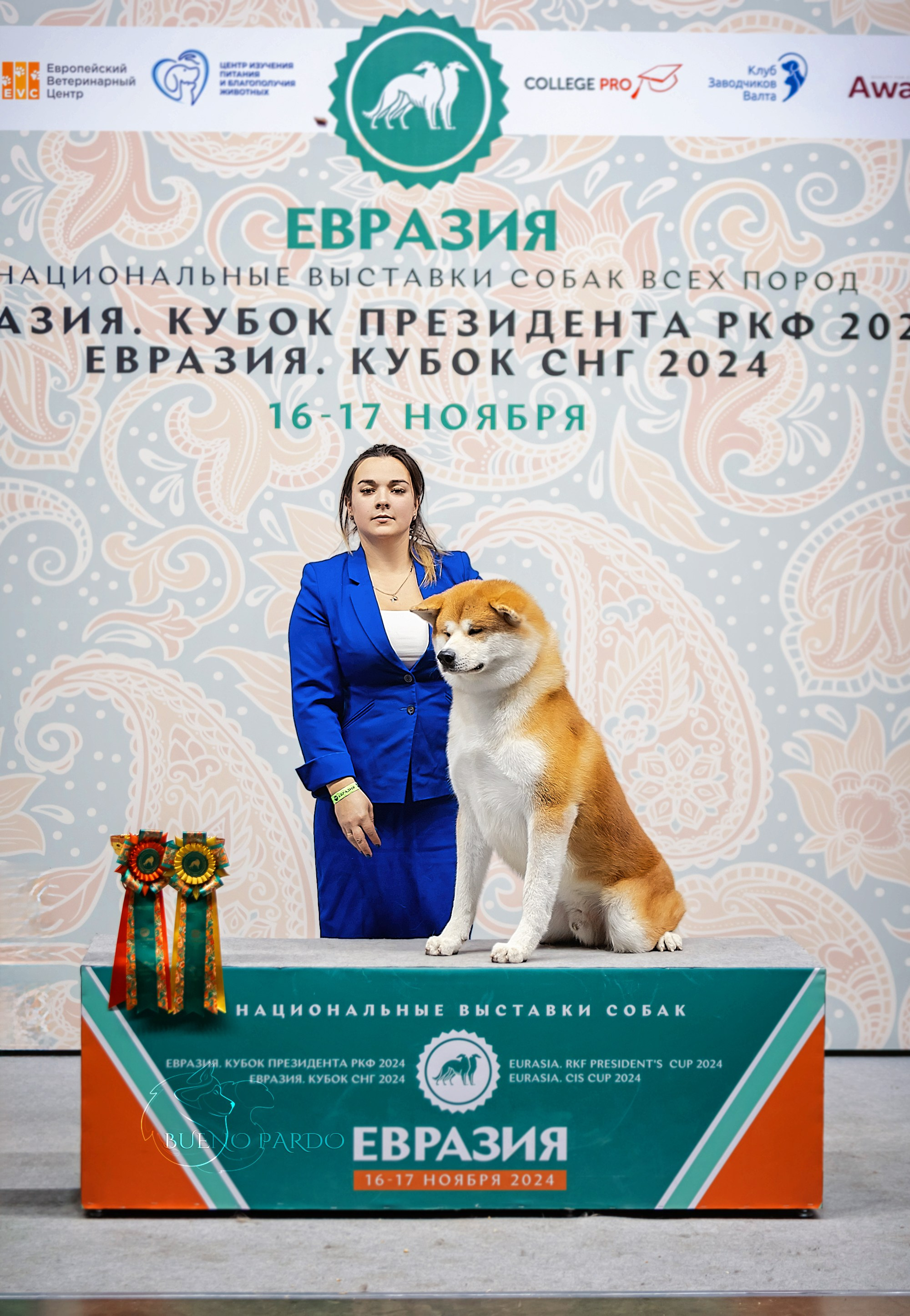 Щенки японской акита ину из питомника. Питомник собак Акита, Хаски, Корги