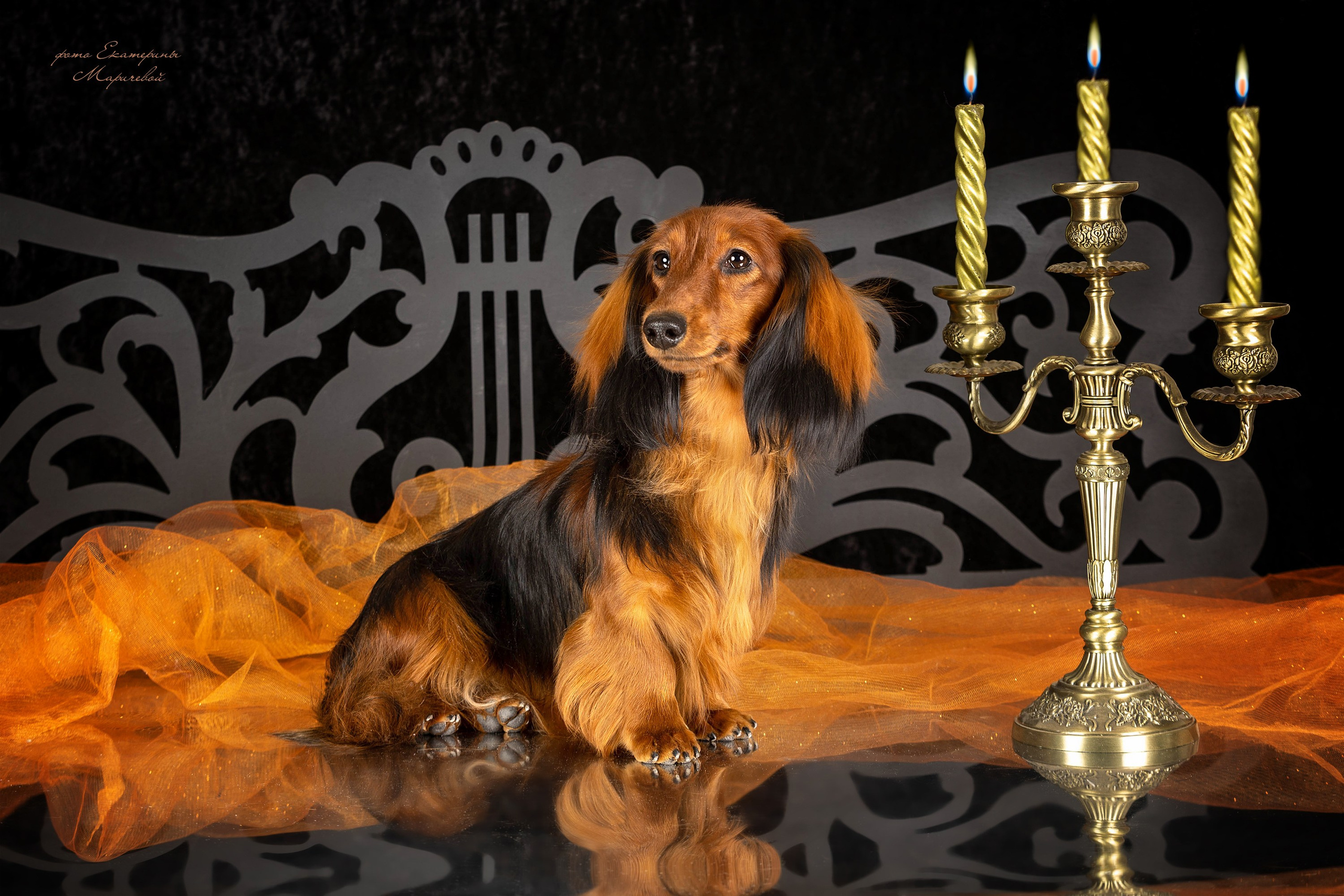 Студийная съёмка на моей территории. Фотограф-анималист в Омске Екатерина Маричева