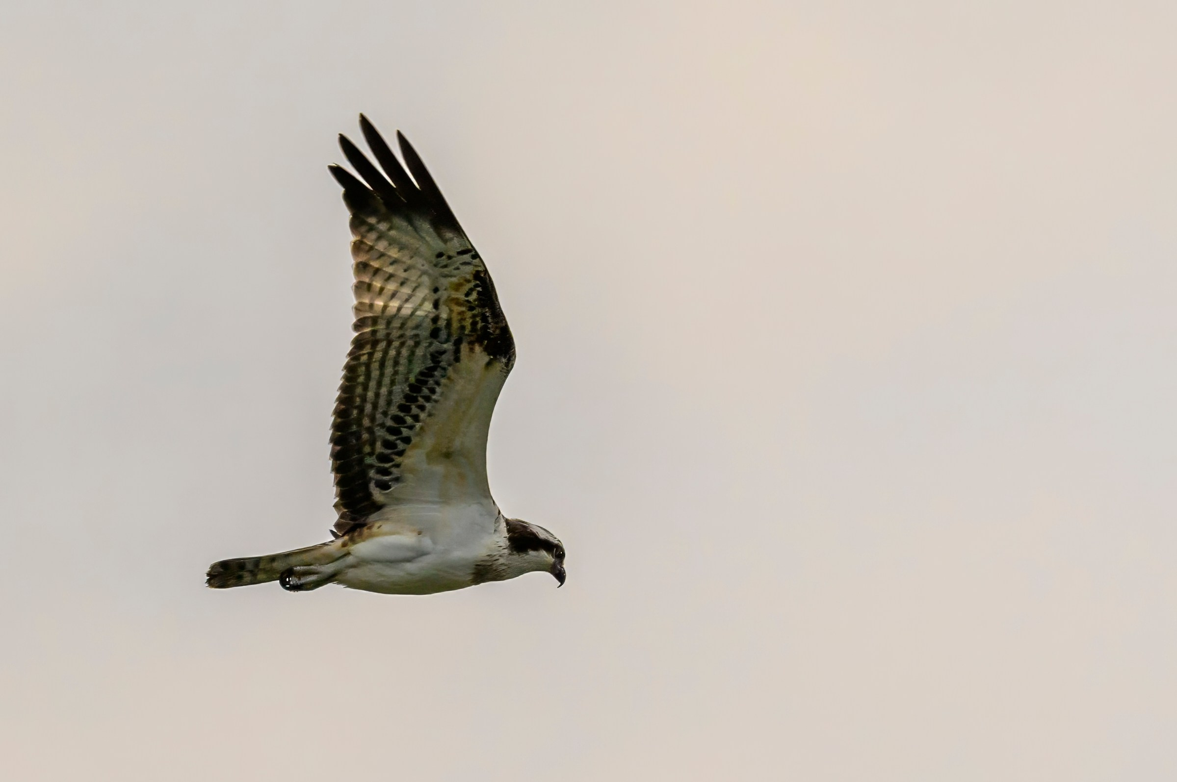 Охота скопы. The hunt of the Osprey. Фотограф Сергей Пупонин