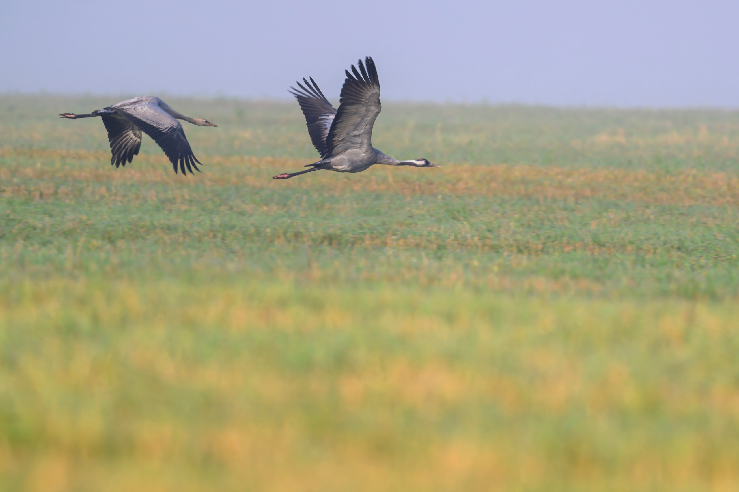 Журавли II. Cranes II. Wildlife photography by Sergey Puponin