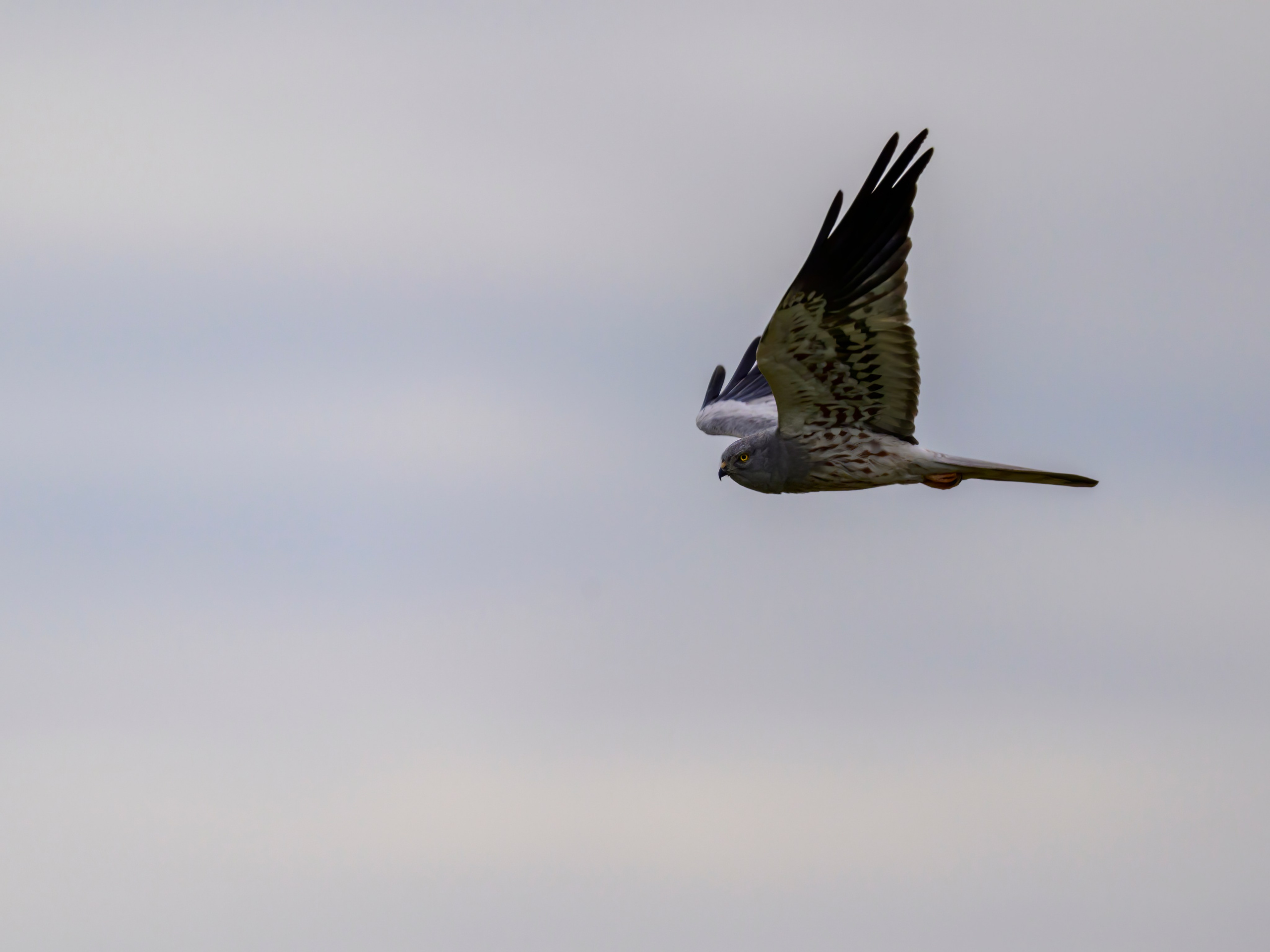 Охота совы и другая живность. Фотограф Сергей Пупонин