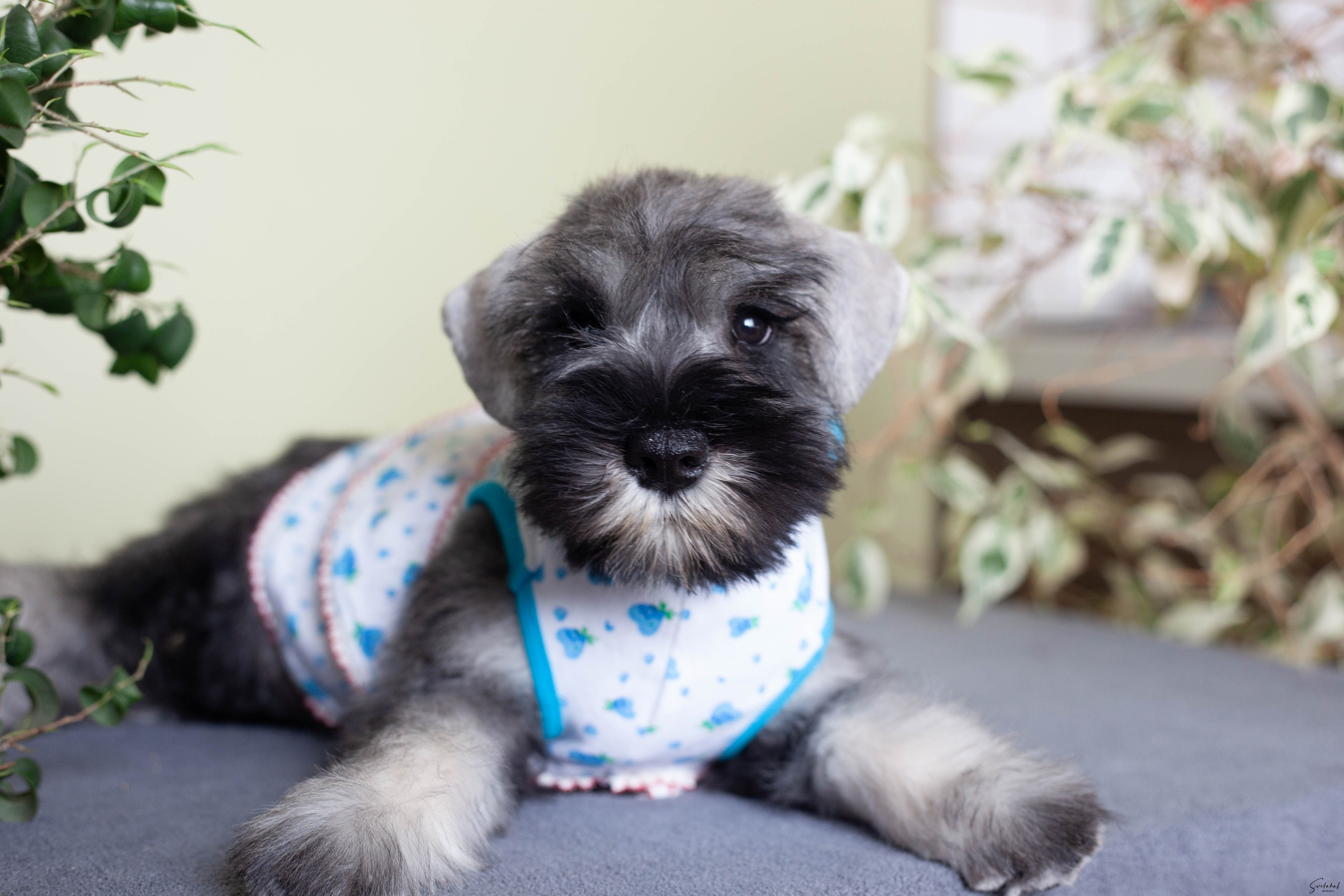 Щенки. Slavilada-Лапки. Свет. Любовь… Профессиональная фотосессия питомцев Для памяти, пристройства и продажи. Хабаровск
