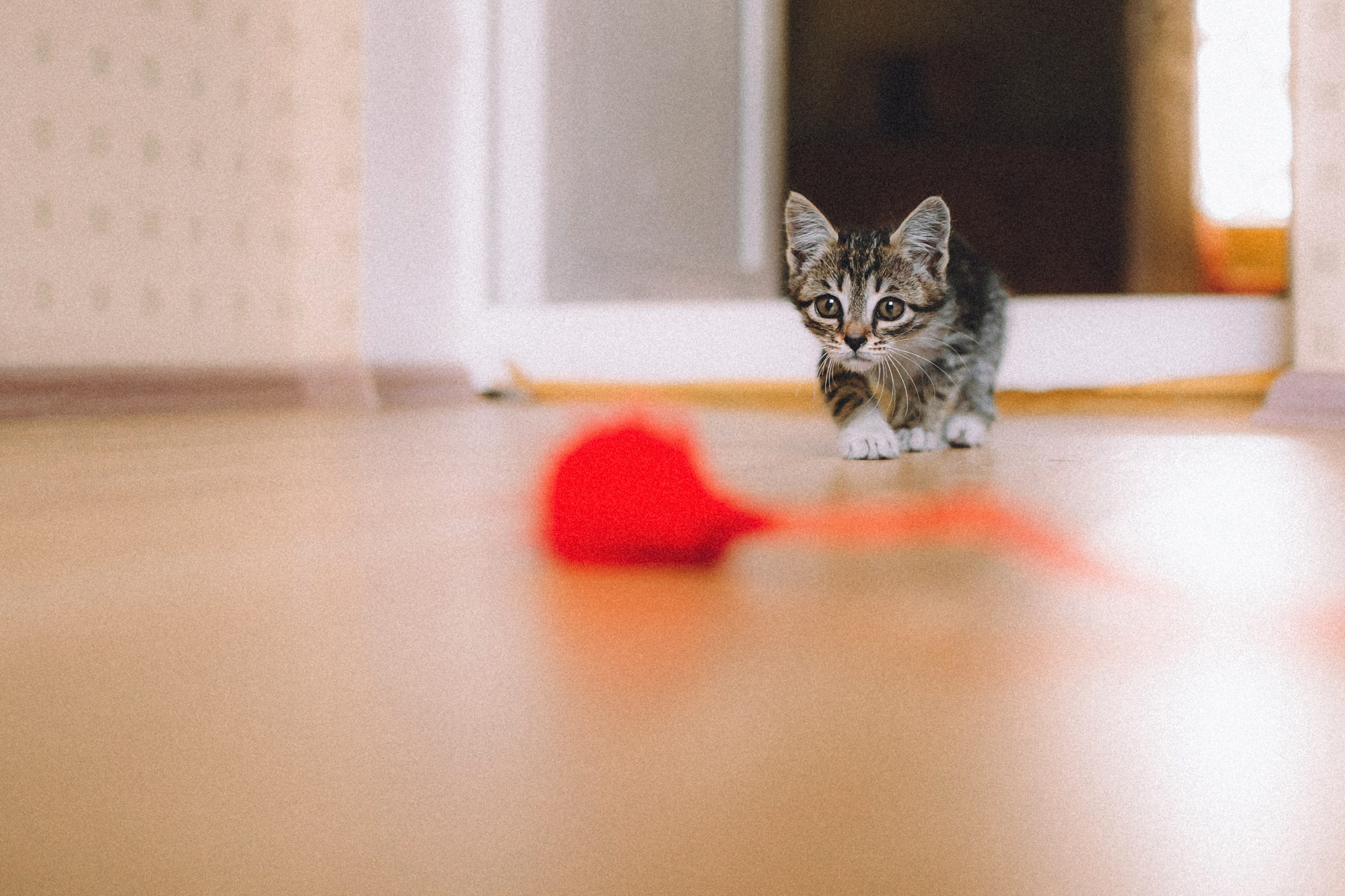 Более 30 идей для фотосессии с котенком