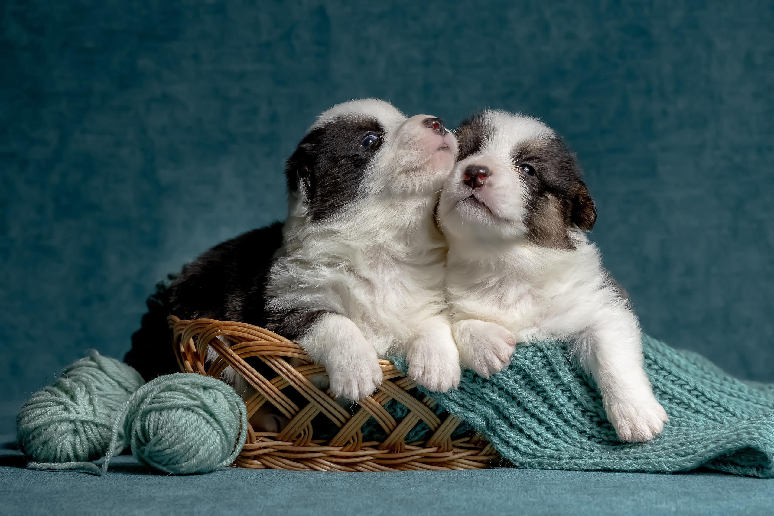 Купить щенка вельш корги кардиган из питомника Ice Fantasy. Купить щенка Вельш-корги-кардиган в семейном питомнике — Ice Fantasy